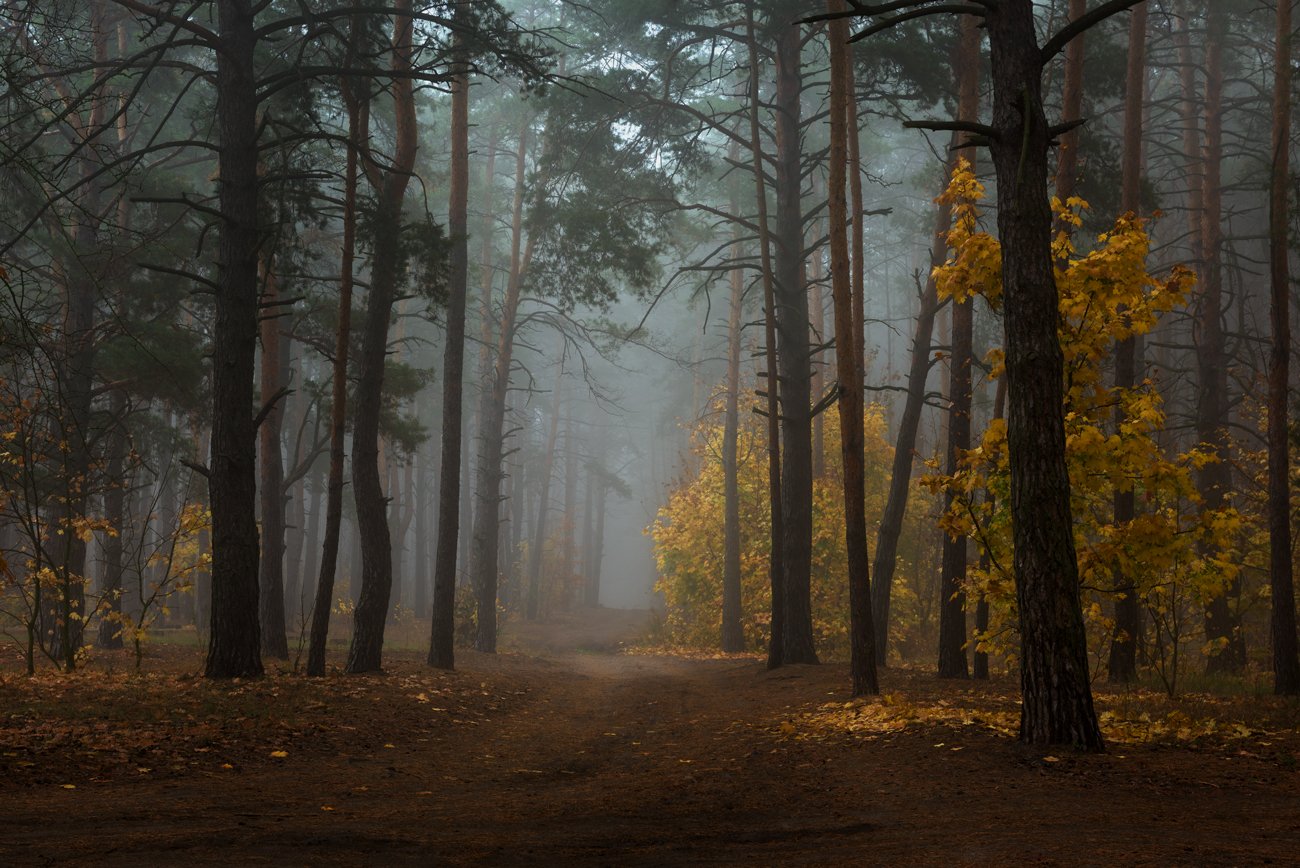 лес, осень, октябрь, туман, сырость, Галанзовская Оксана