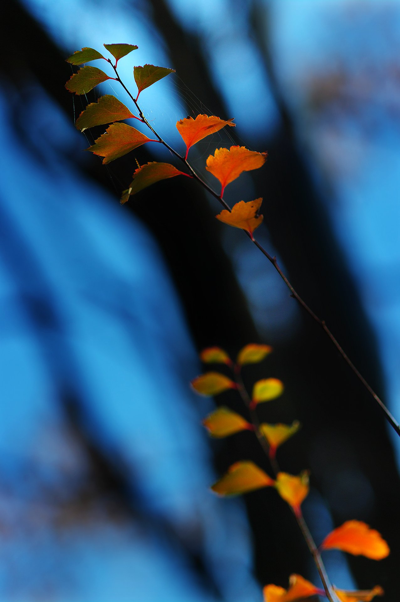 blue, color, colors, color-image, leaf, leaves, nature, photography,, Dr Didi Baev