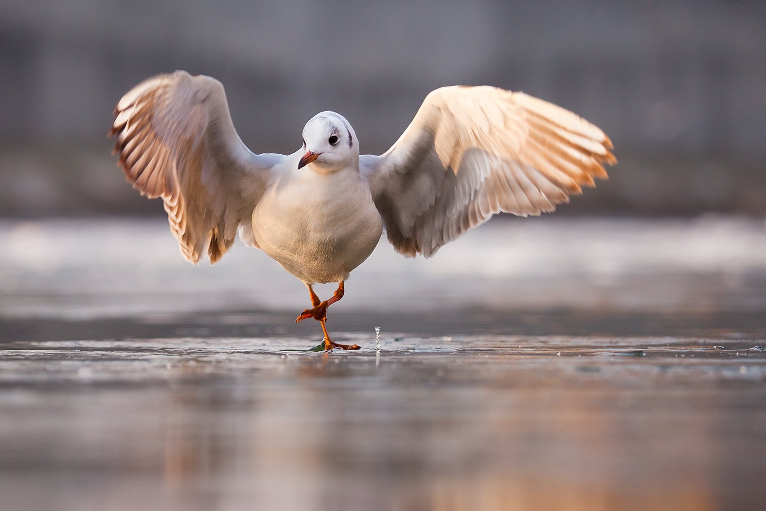 gull,winter,, Robert Adamec