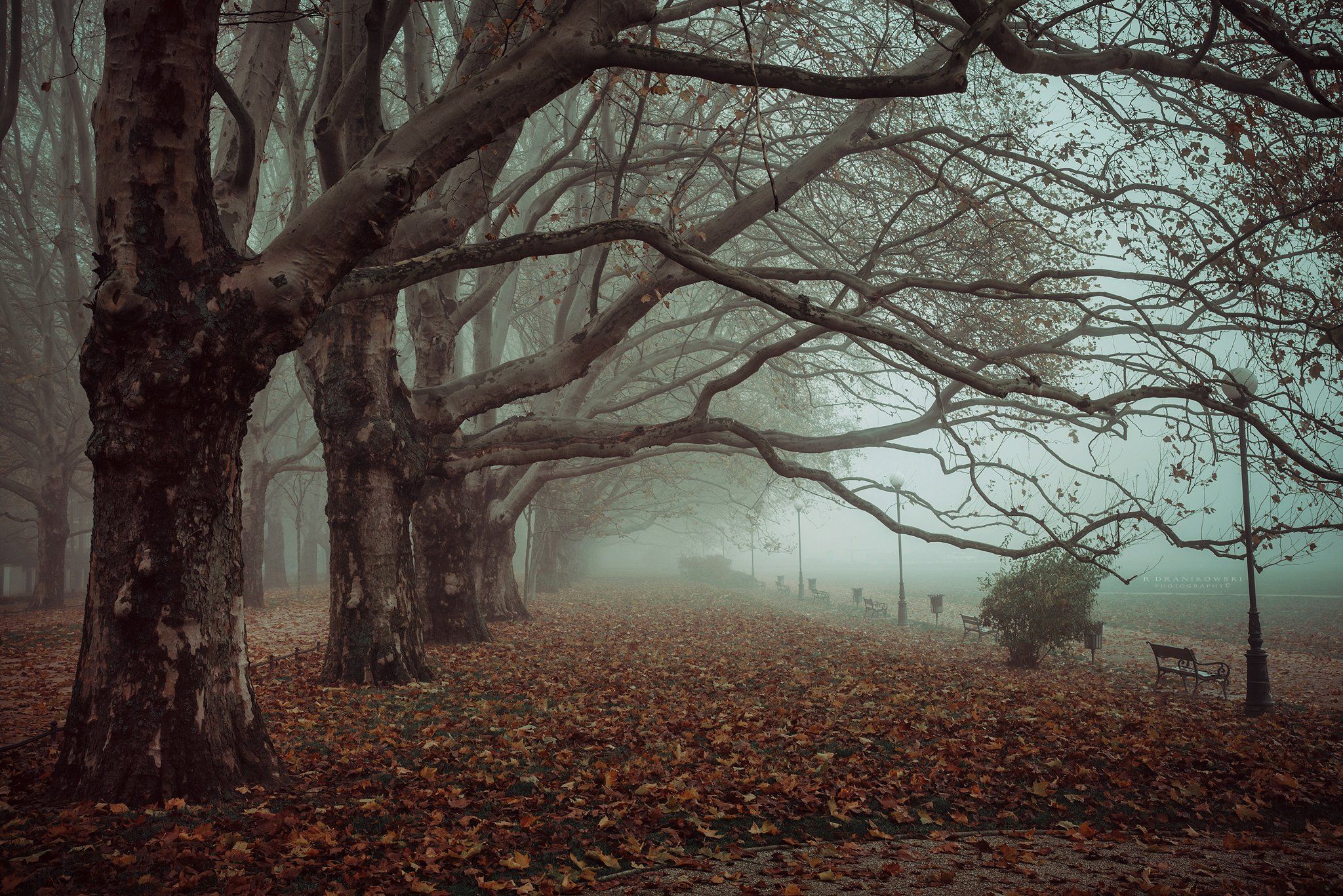 avenue of plane trees dranikowski road path autumn foggy morning mist magic fall, Radoslaw Dranikowski