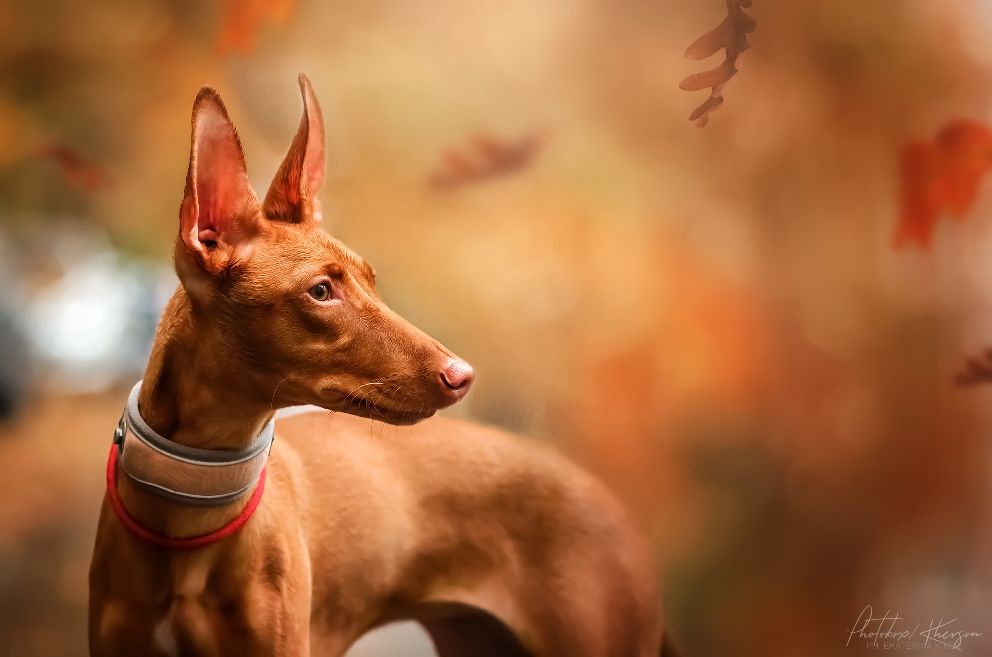 собака, анималистика, осень, портрет, Екатерина Кикоть