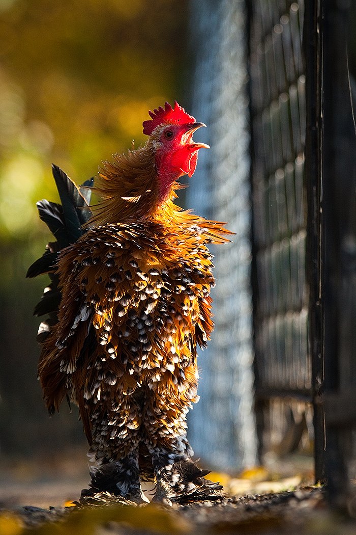 cock,bird,, Robert Adamec