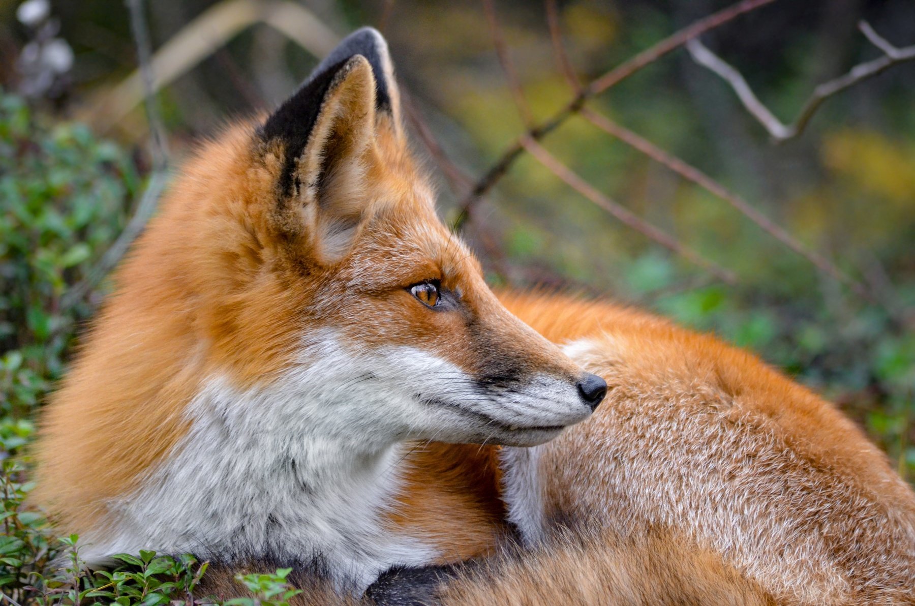 лиса, дикие животные, животные, лисы, природа, лес, fox, foxes, animal, animals, Вероника Романенко