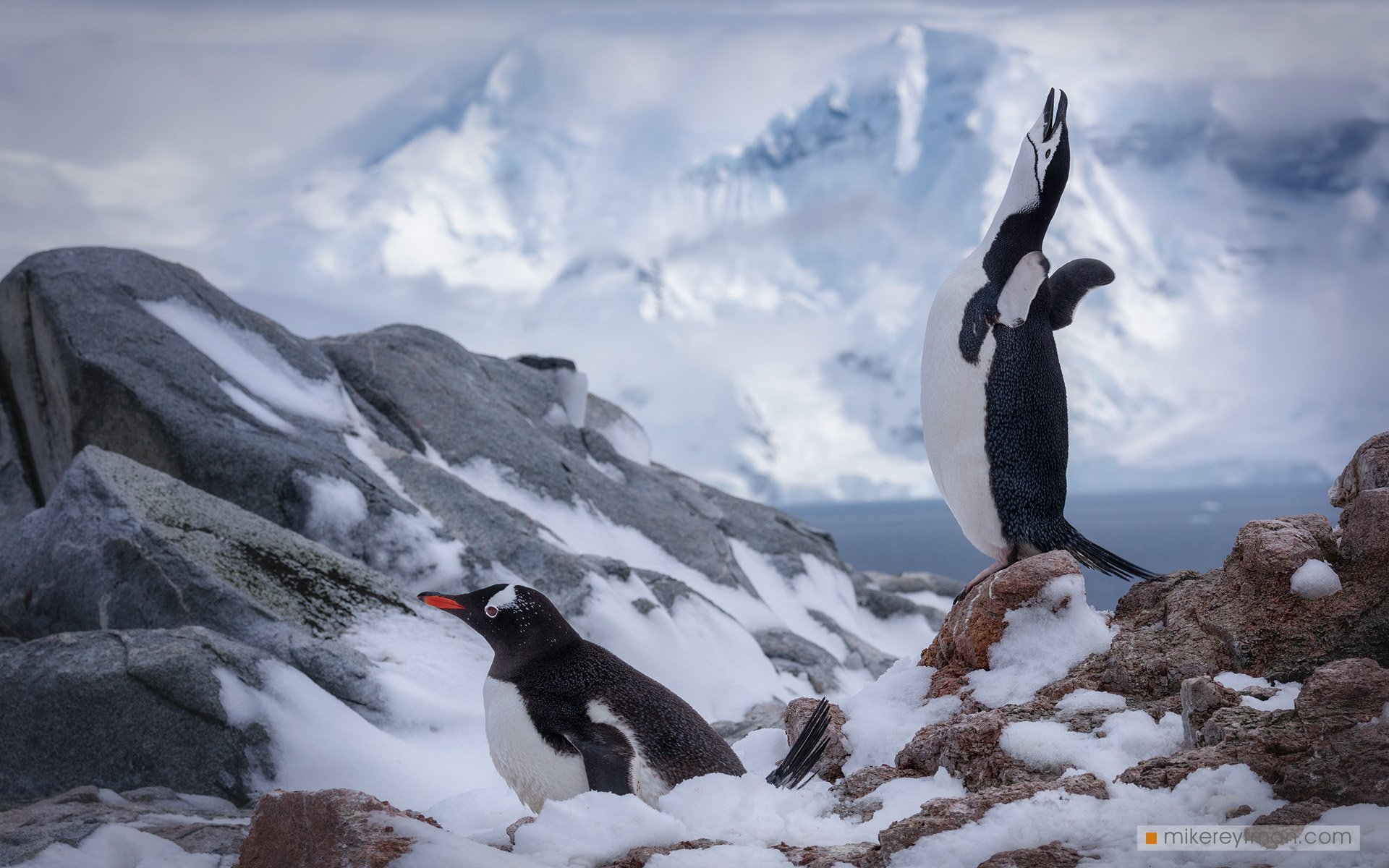 dramatic, polar climate, antarctic, antarctica, cold, romantic, extreme, gentoo penguin, chinstrap penguin, Майк Рейфман