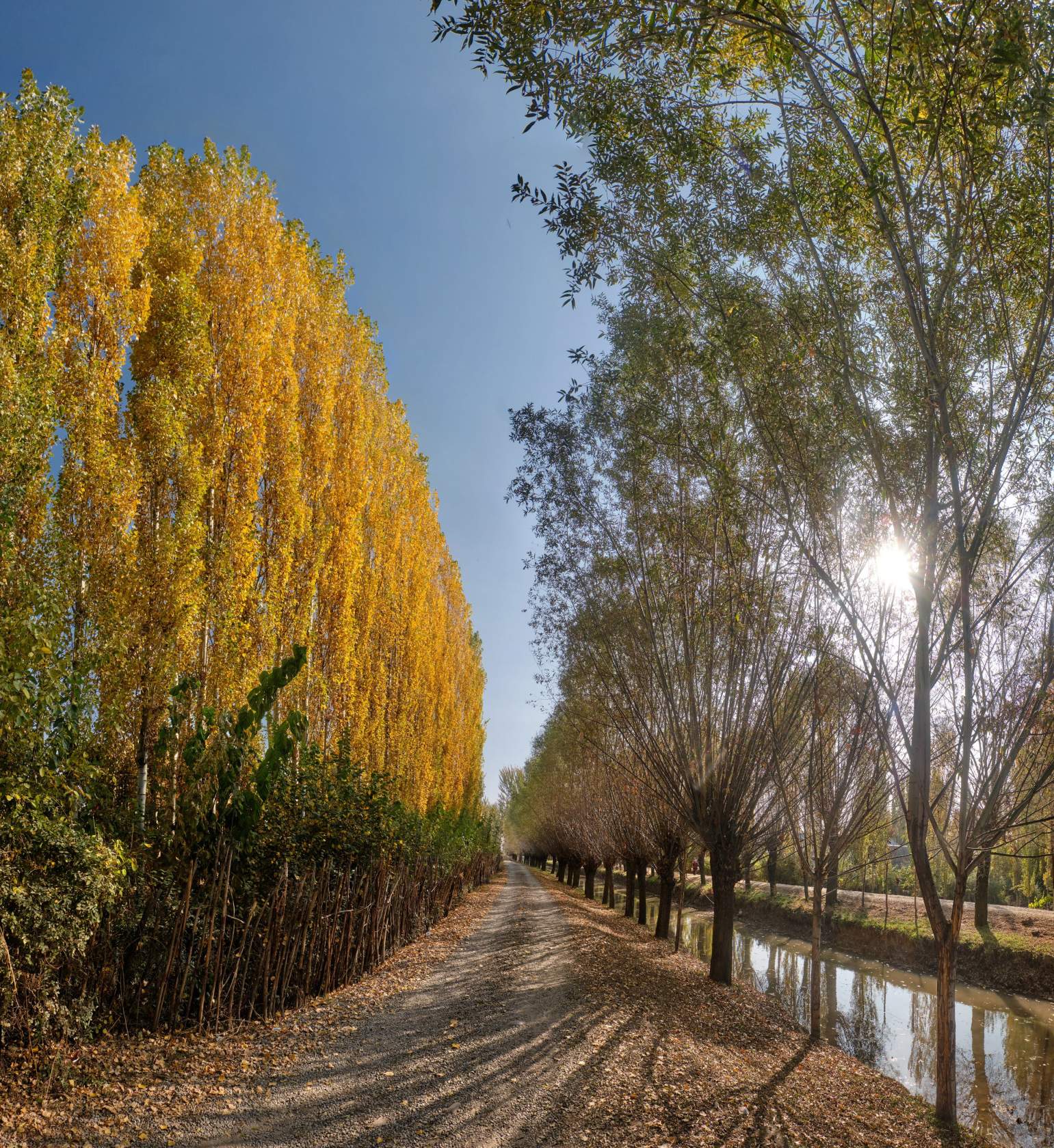 осень, тополь, , Марат Сайранбаев