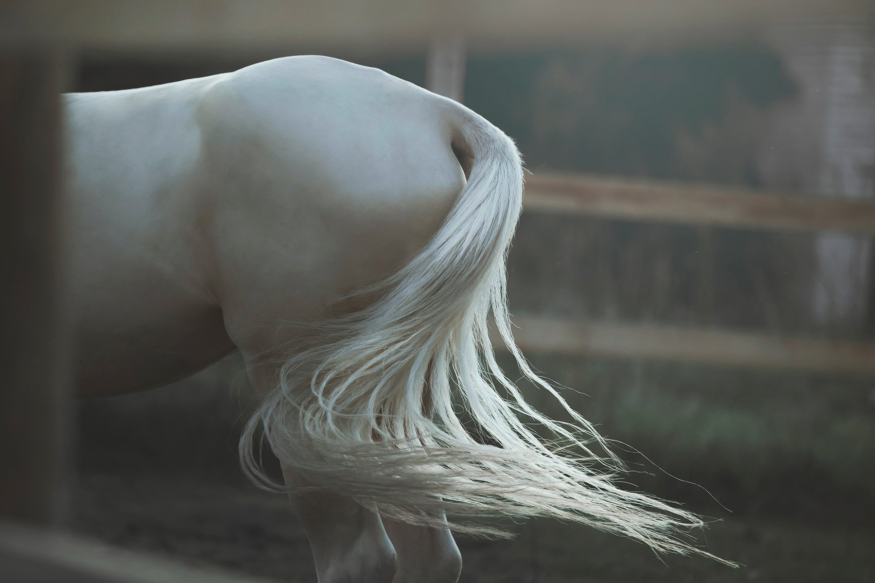 akhal-teke, horses, Erika Tsogoeva