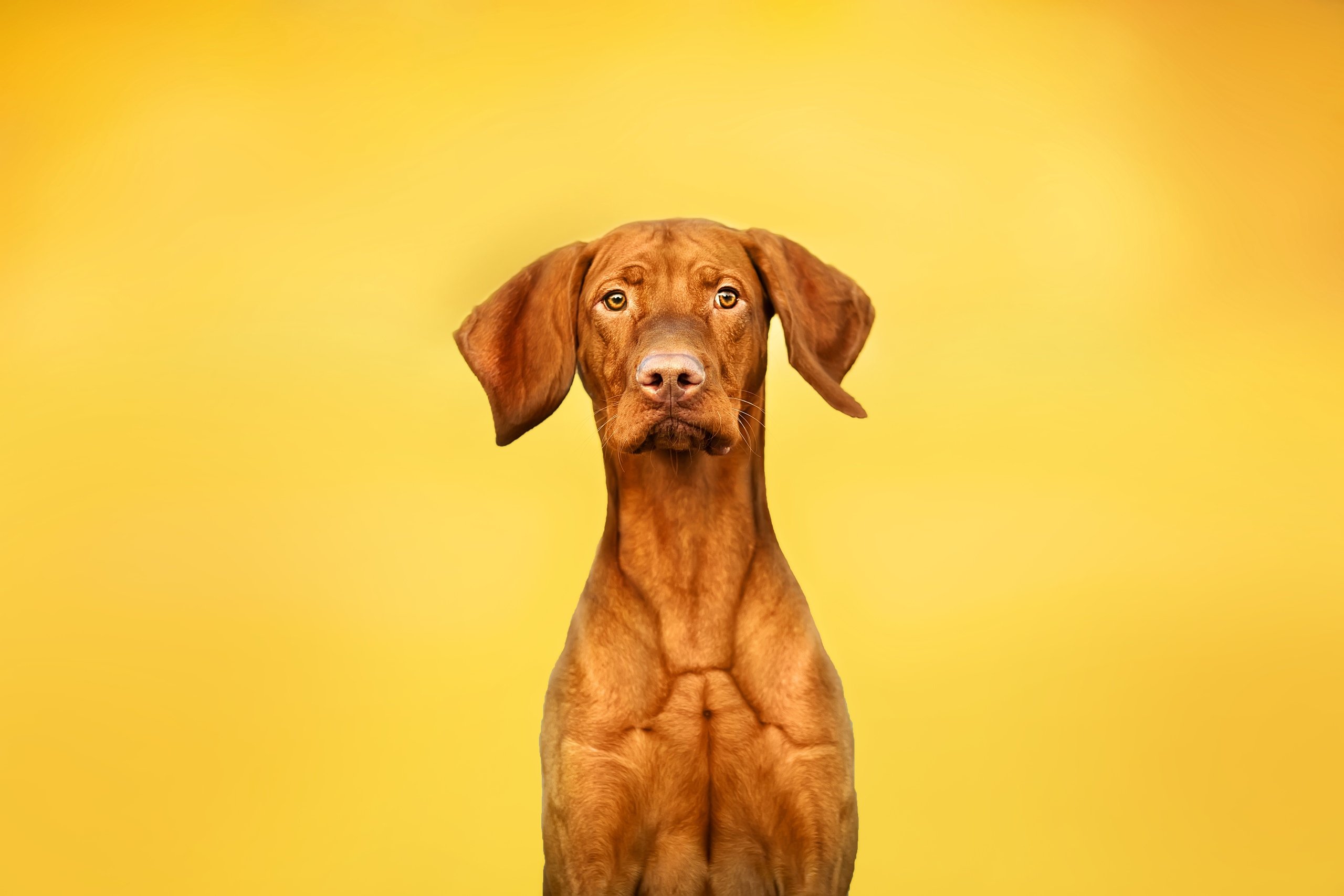 #yellow #shine #dog #pets_perfection #pet #puppy #animal , Ольга Овчинникова