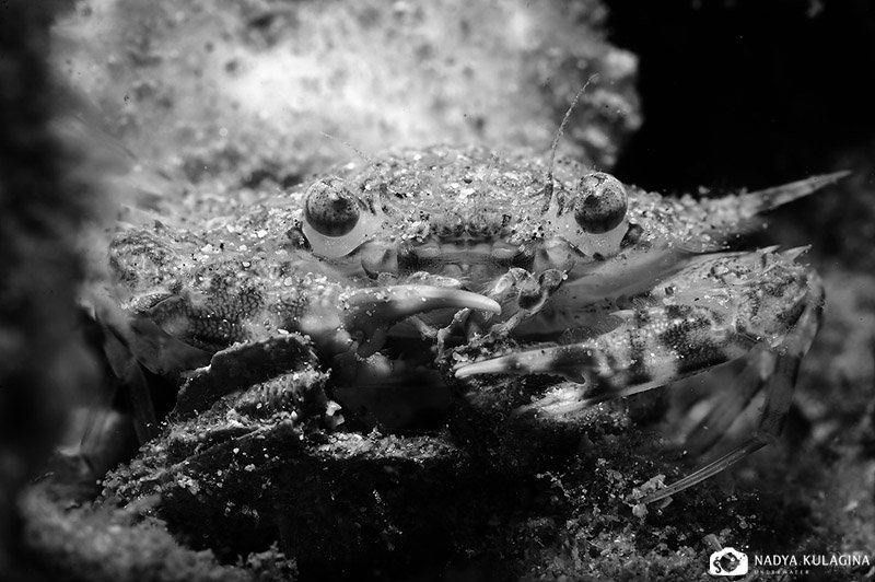 underwater, macro, night, crab, Nadya Kulagina