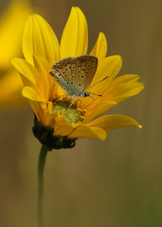 бабочка, голубянка, цветок, Cheplenko Aleksey