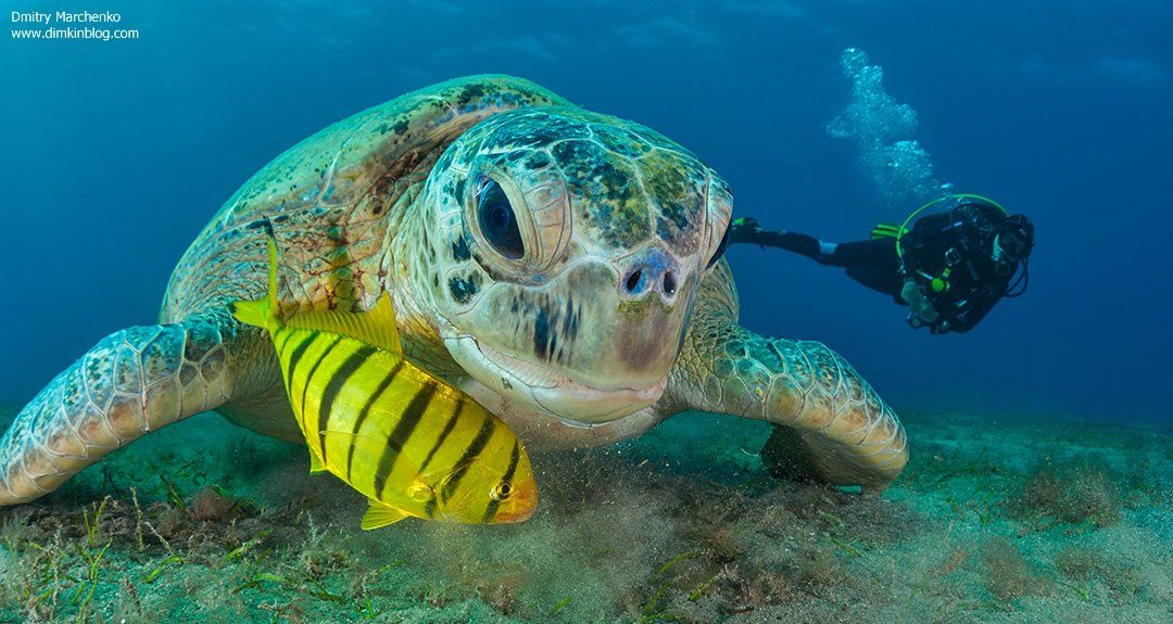 черепаха, зеленая черепаха, turtle, underwater, Дмитрий