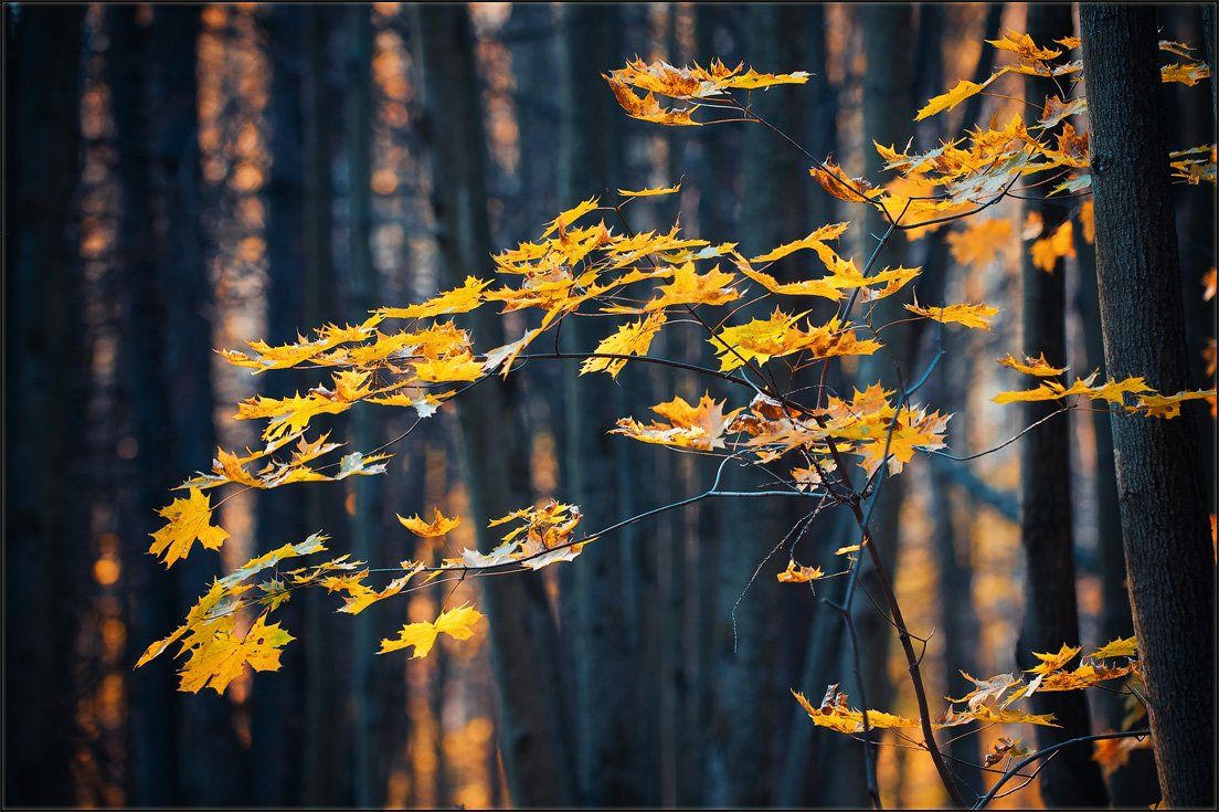 листья,жёлтый,осень,лес,подмосковье, Александр Константинов