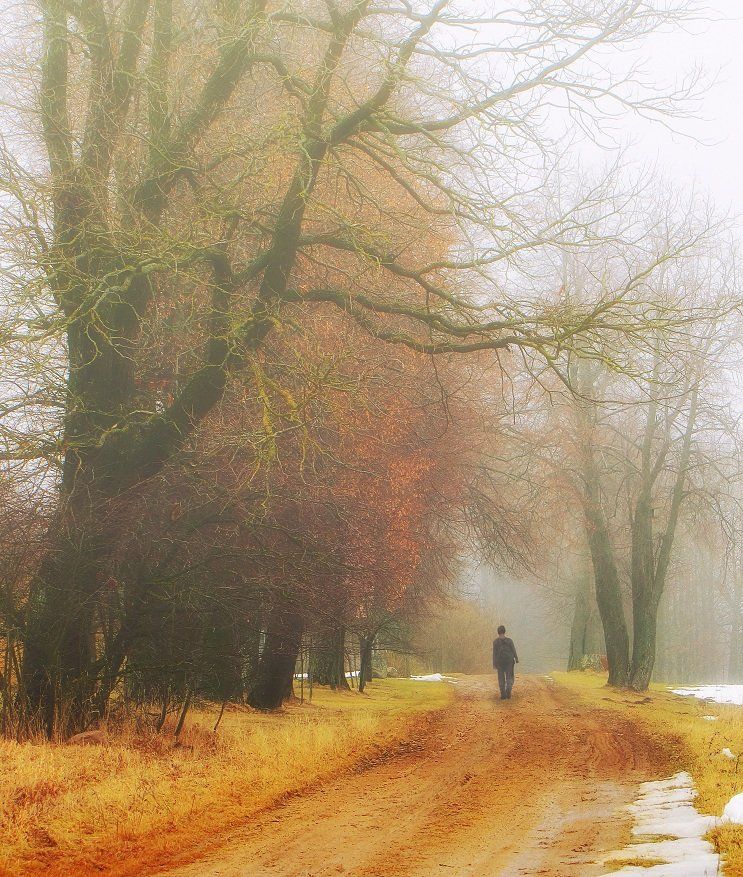 туман, человек, парк, алея, деревья, ученик, утро, Vitalijus Serioginas