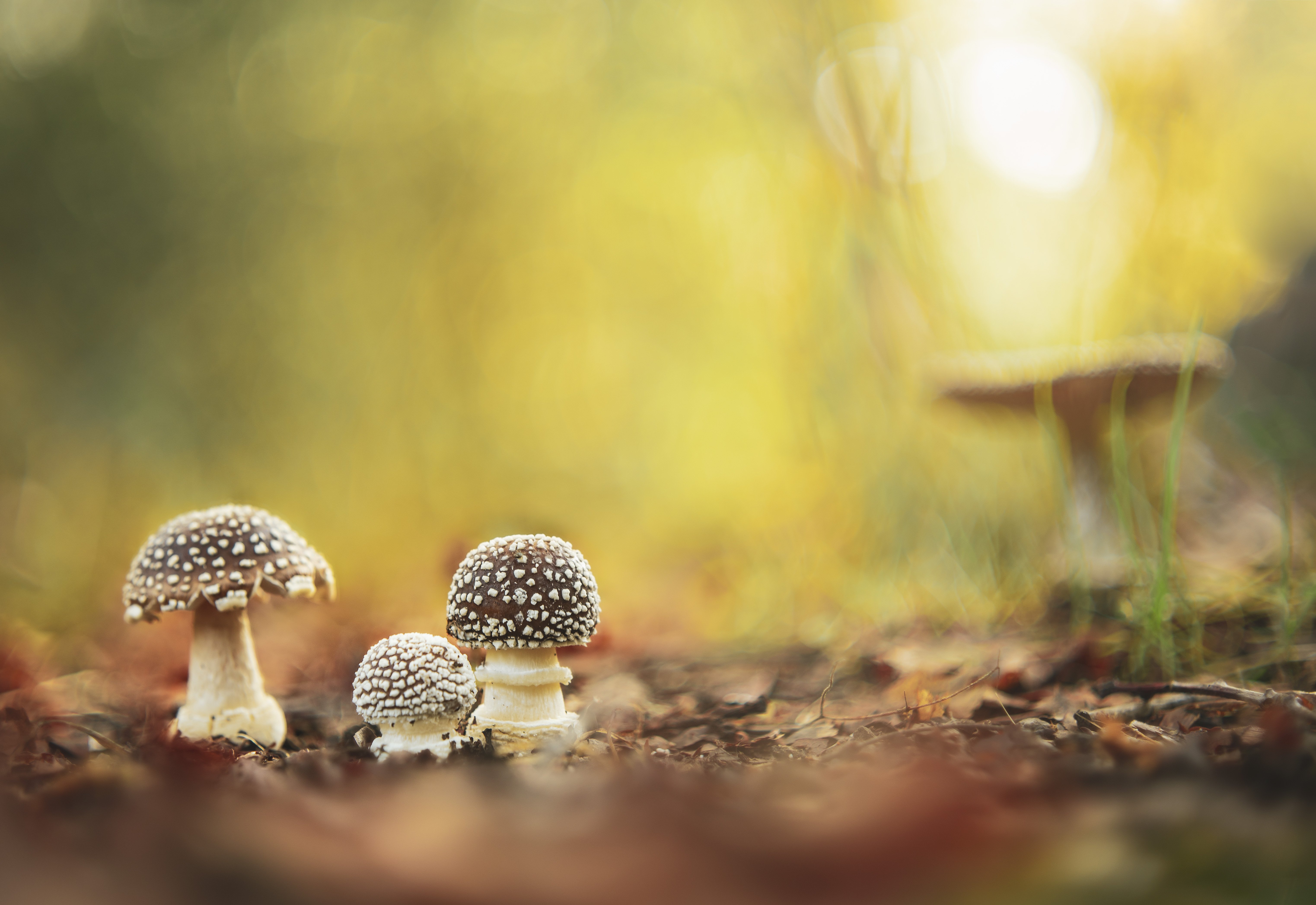 mushroom, amanita, nature, light, bokeh, Antonio Coelho