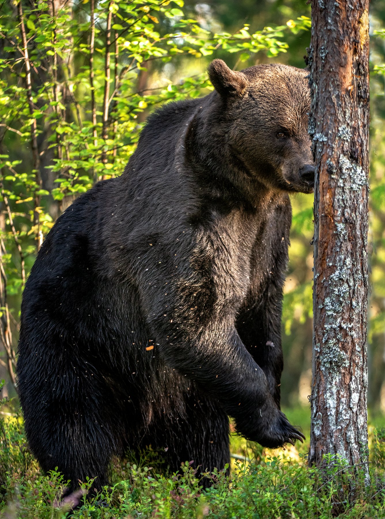 бурый медведь, природа, животные, медведь, nature, bear, animal, ursus arctos, brown bear, Сергей Урядников