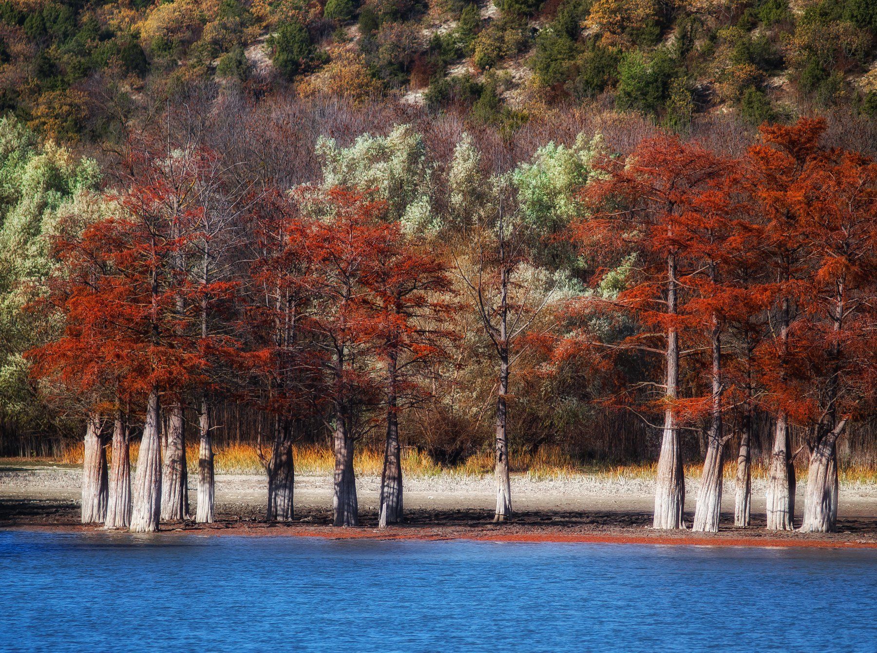 Кипарисовая роща в сукко. Вино кипарисовая роща. Вино кипарисовая роща. Долина сукко кипарисовое озеро. Вино кипарисовая роща.