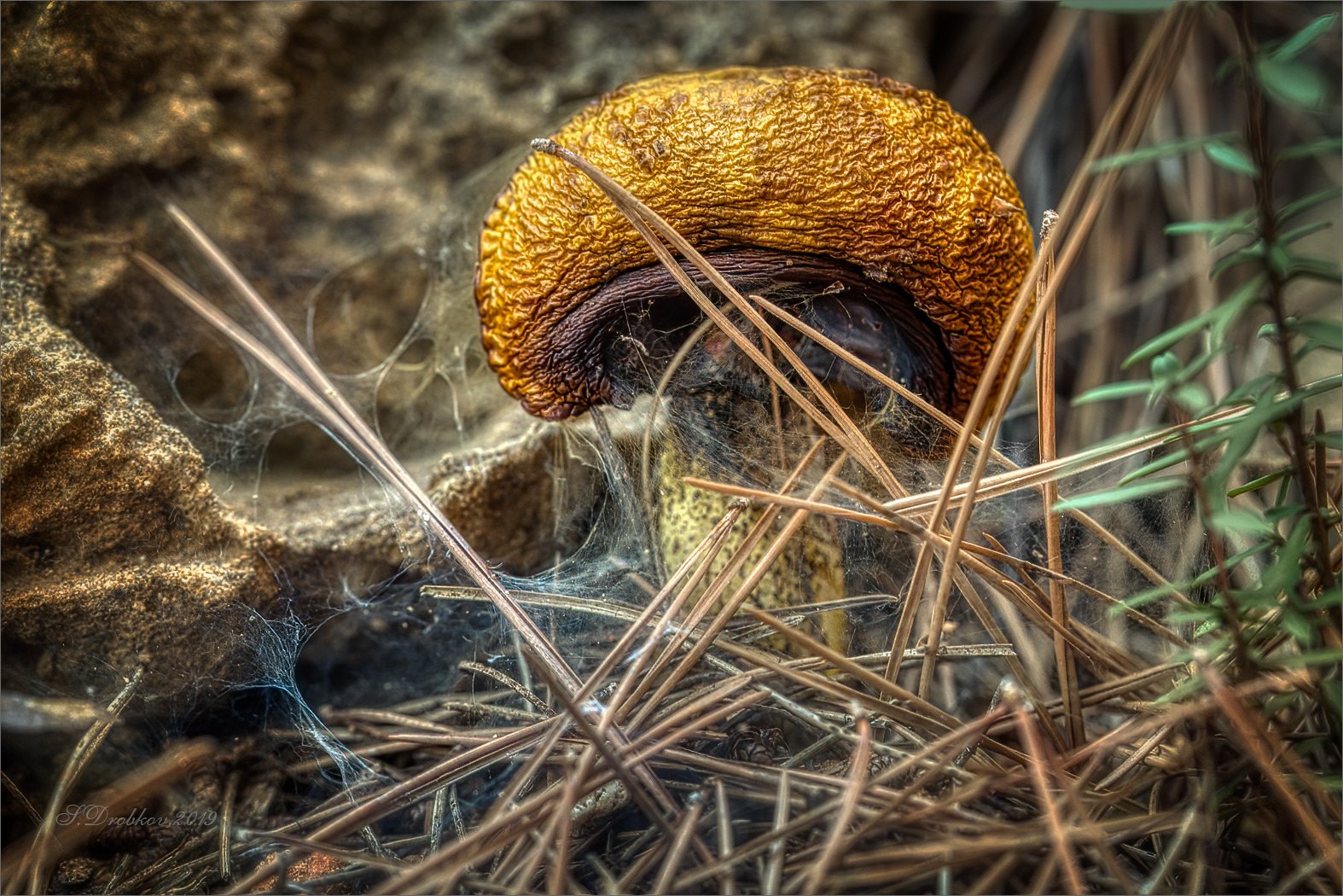 гриб, паутина, макро, природа, осень, Sergey Drobkov