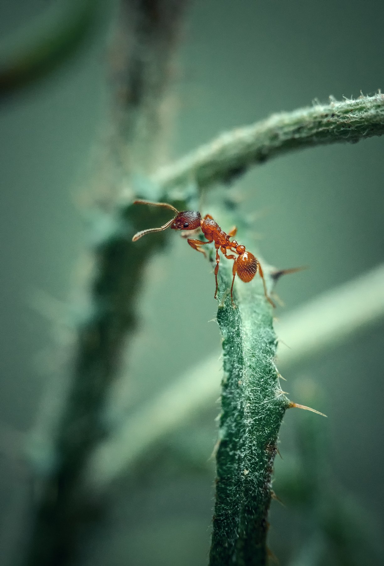 макро муравей macro ant, Рут Андрей
