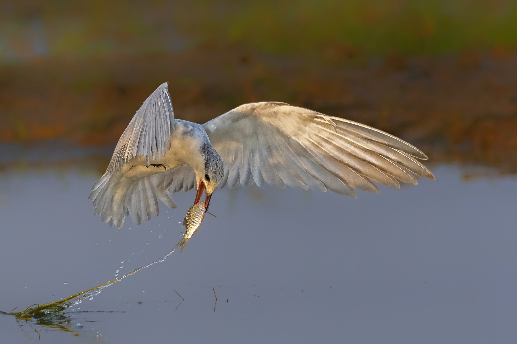 nature,tern,bird,prey, preditor, , Mousam Ray