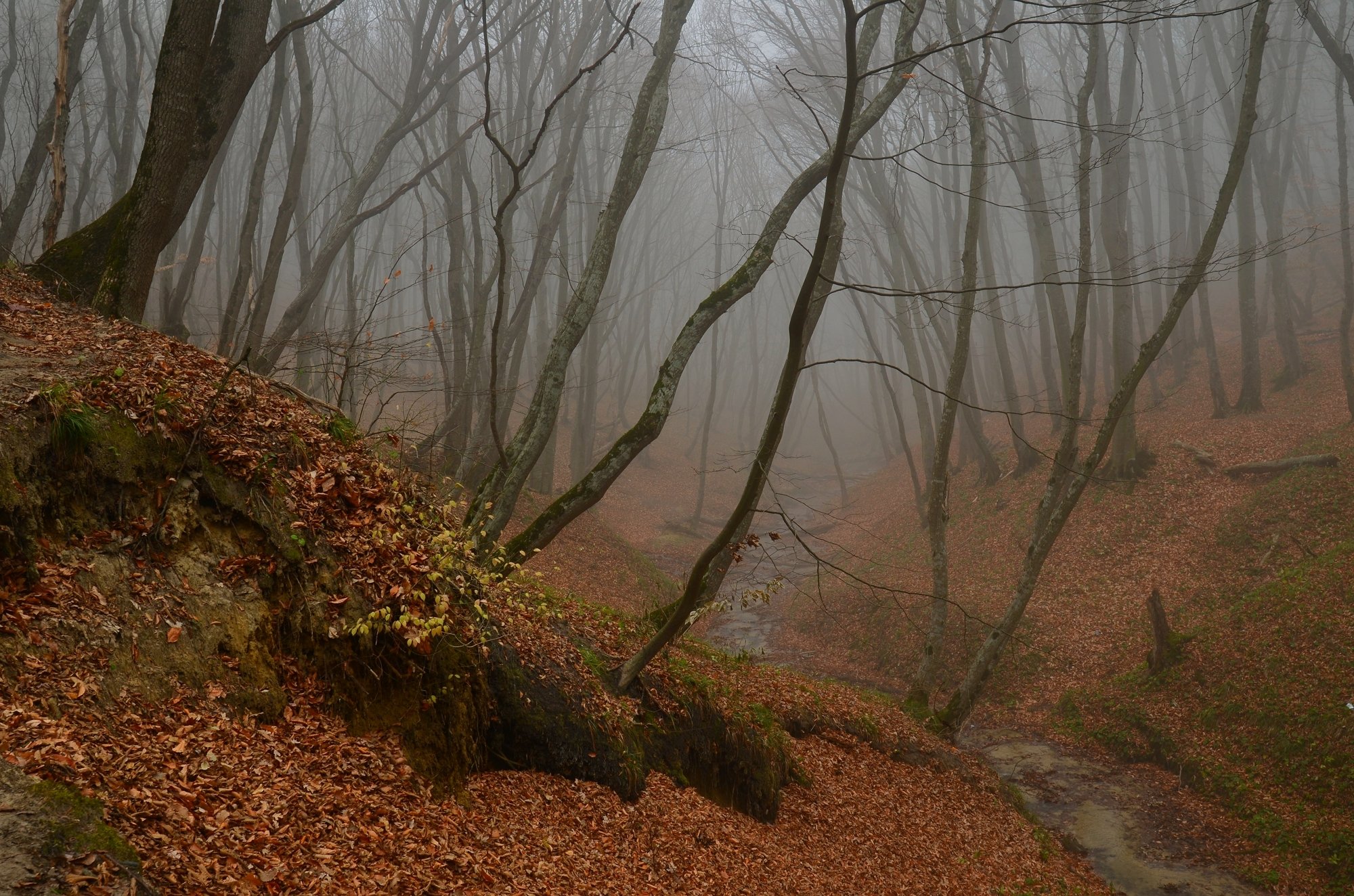 осень листва утро деревья туман, Александр Жарников