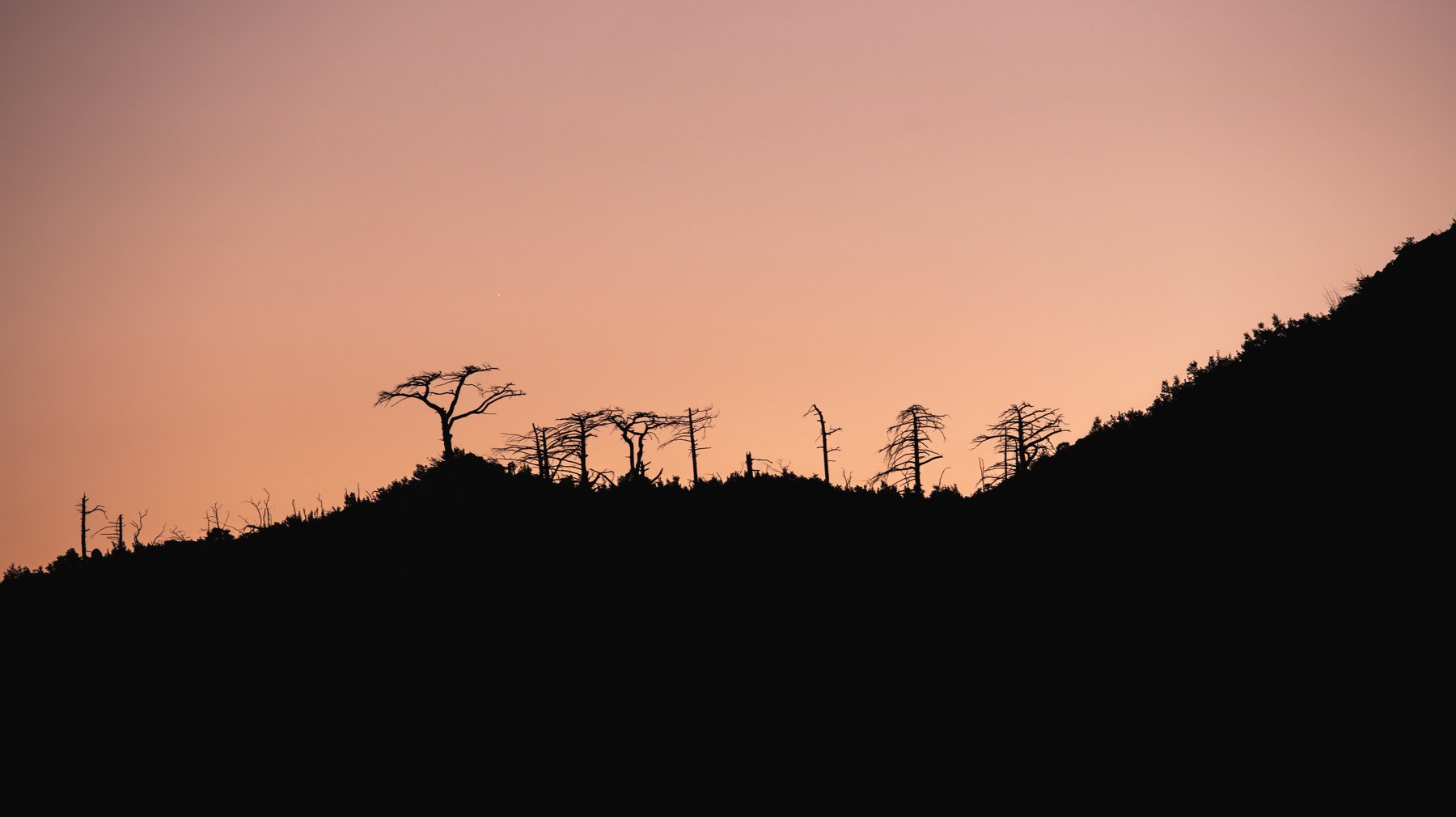 деревья, чёрный, горелый лес, горы, mountains, trees, Артём Корнев