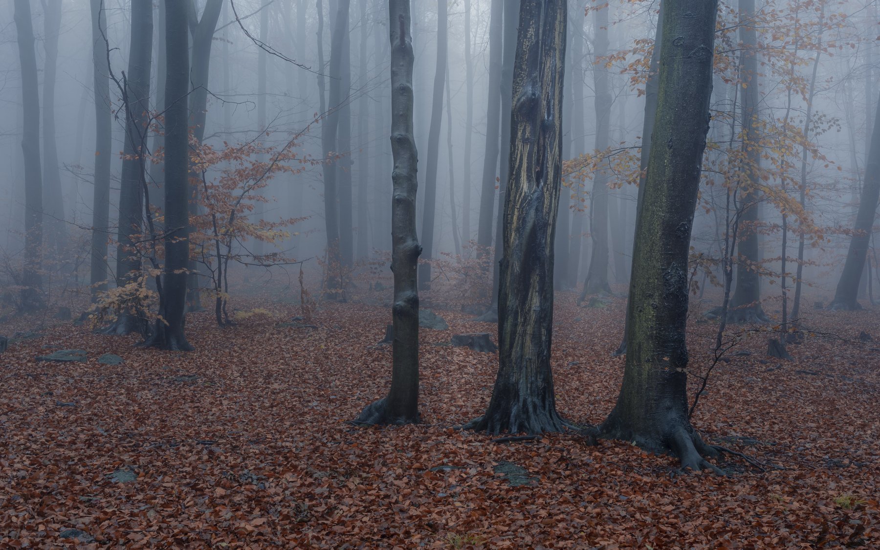 forest, rain, green, trees, autumn, fog, misty, Tomasz Myśliński