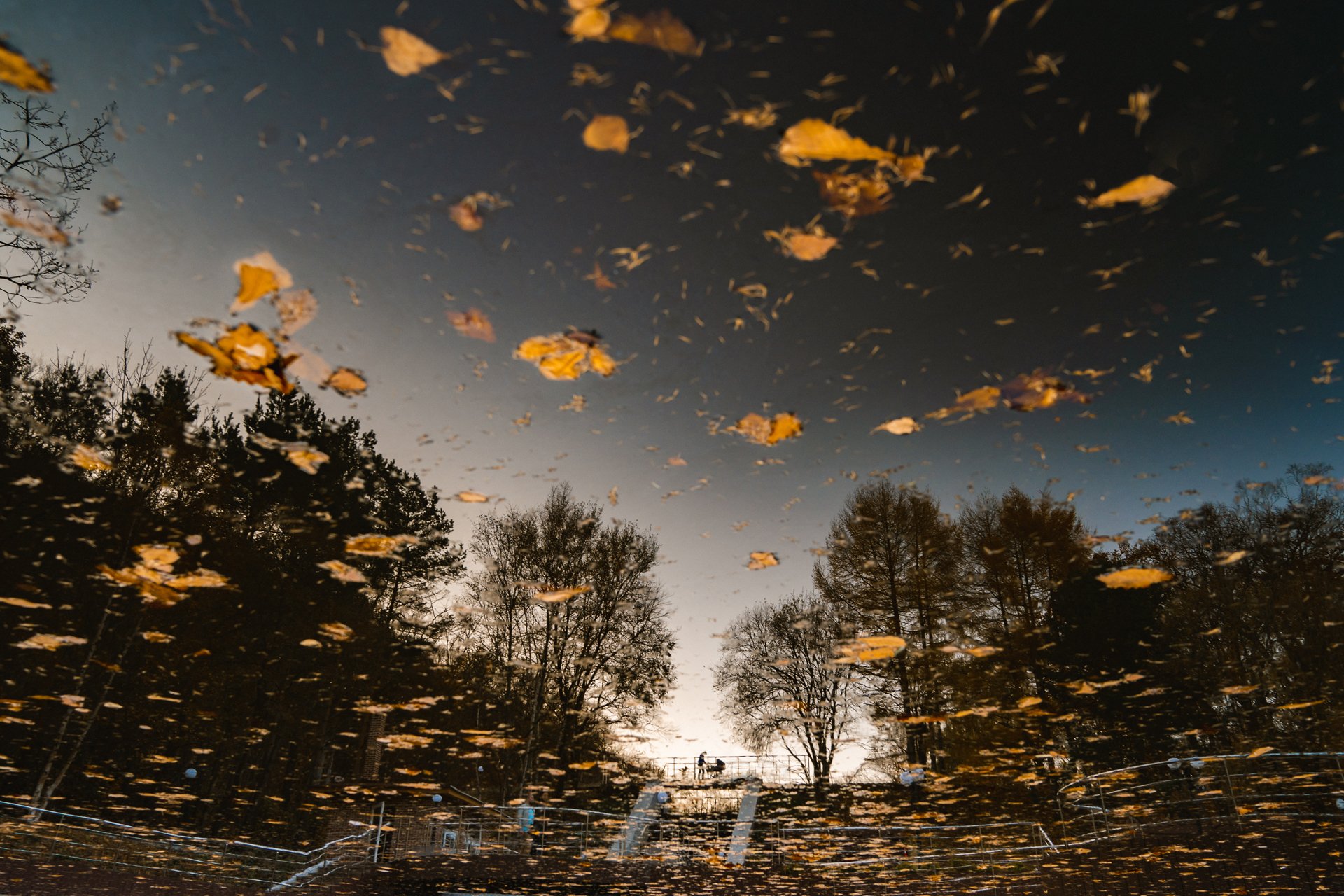 осень, отражение, листья, прогулки, улица, репортаж, Антон Блохин
