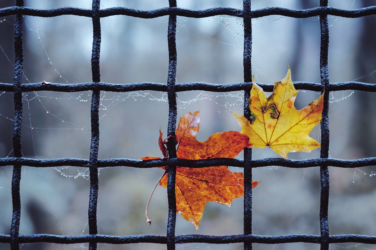 helios-44m-6, manual lens, мануальная оптика, beautiful, красивый, moment, момент, autumn, осень, осенние, leaves, листья, maple, кленовые, fog, туман,, Наталья Терентьева