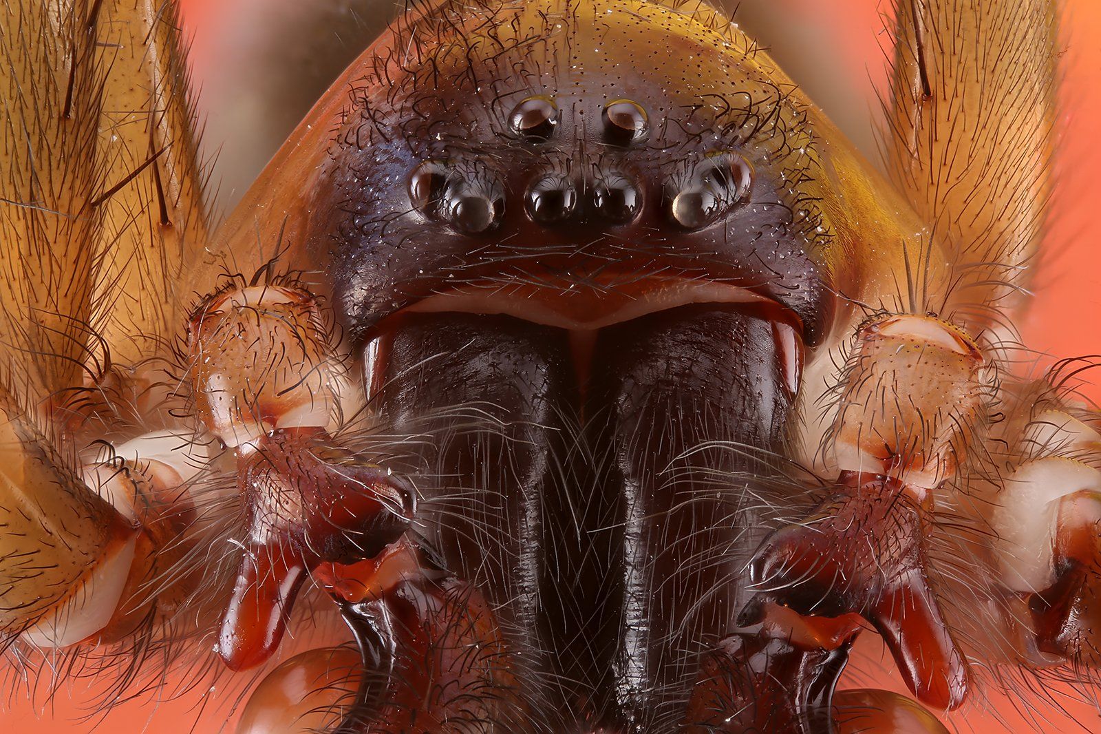 насекомое паук глаза, Борис Фотомания
