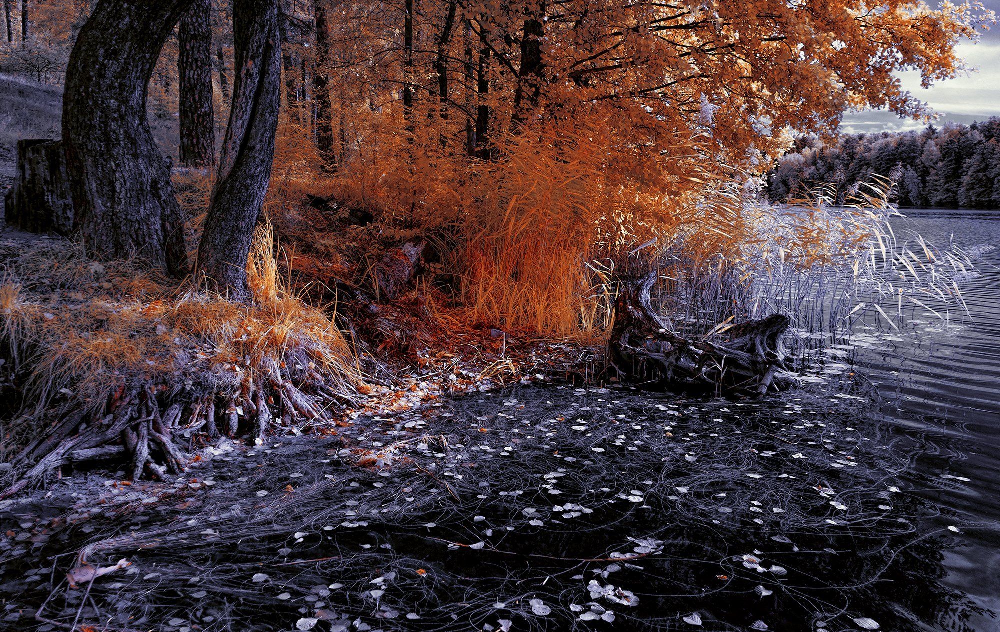 infrared,ик-фото,инфракрасное фото, инфракрасная фотография, пейзаж, осень, Sixten ( Сергей )