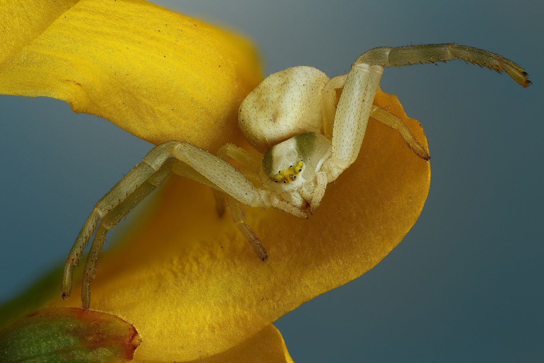 паук макро природа цветок цвет синий желтый, Андрей Шаповалов