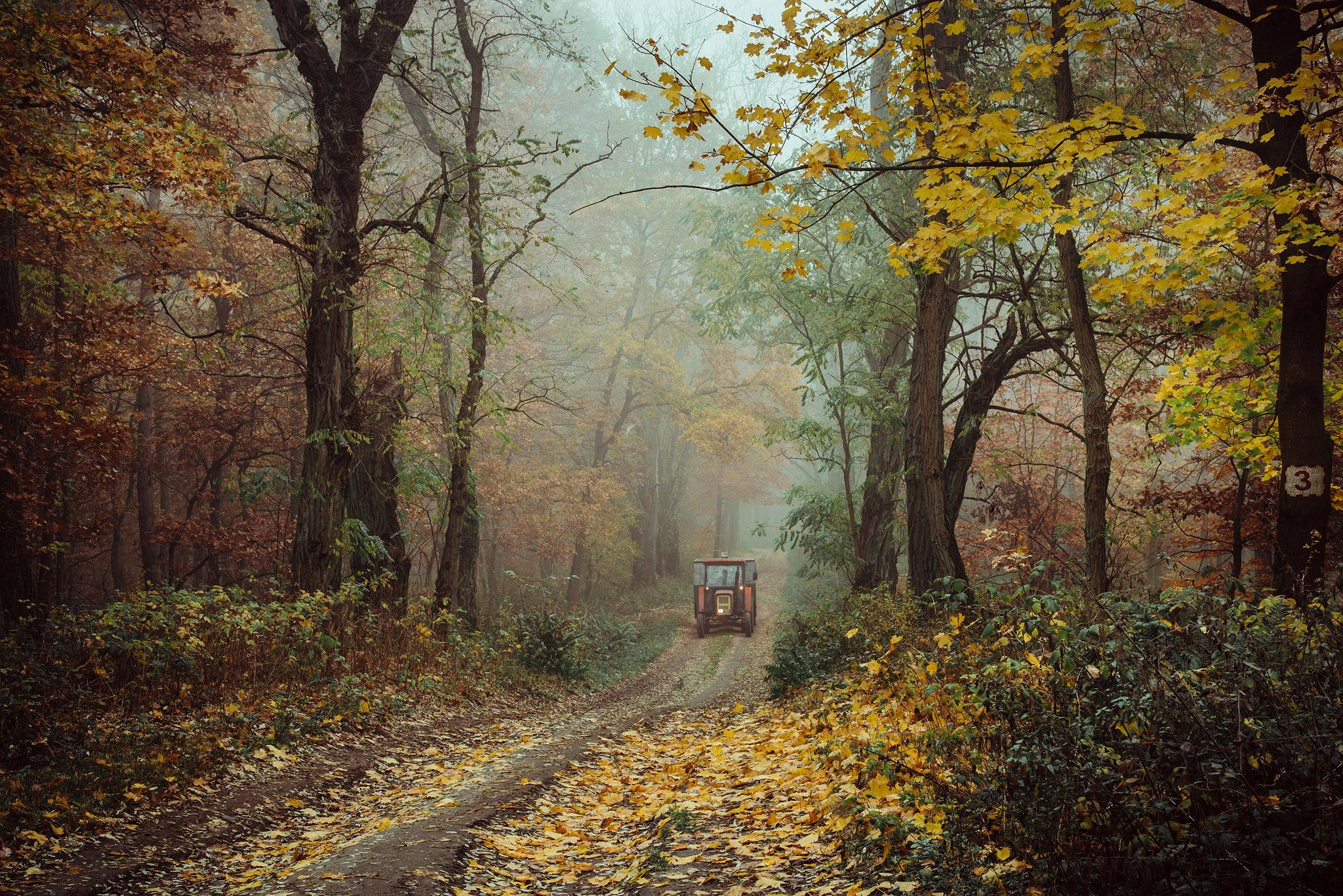 autumn forest fall road осенний трактор wood foggy mist magic jesien dranikowski path machine, Radoslaw Dranikowski