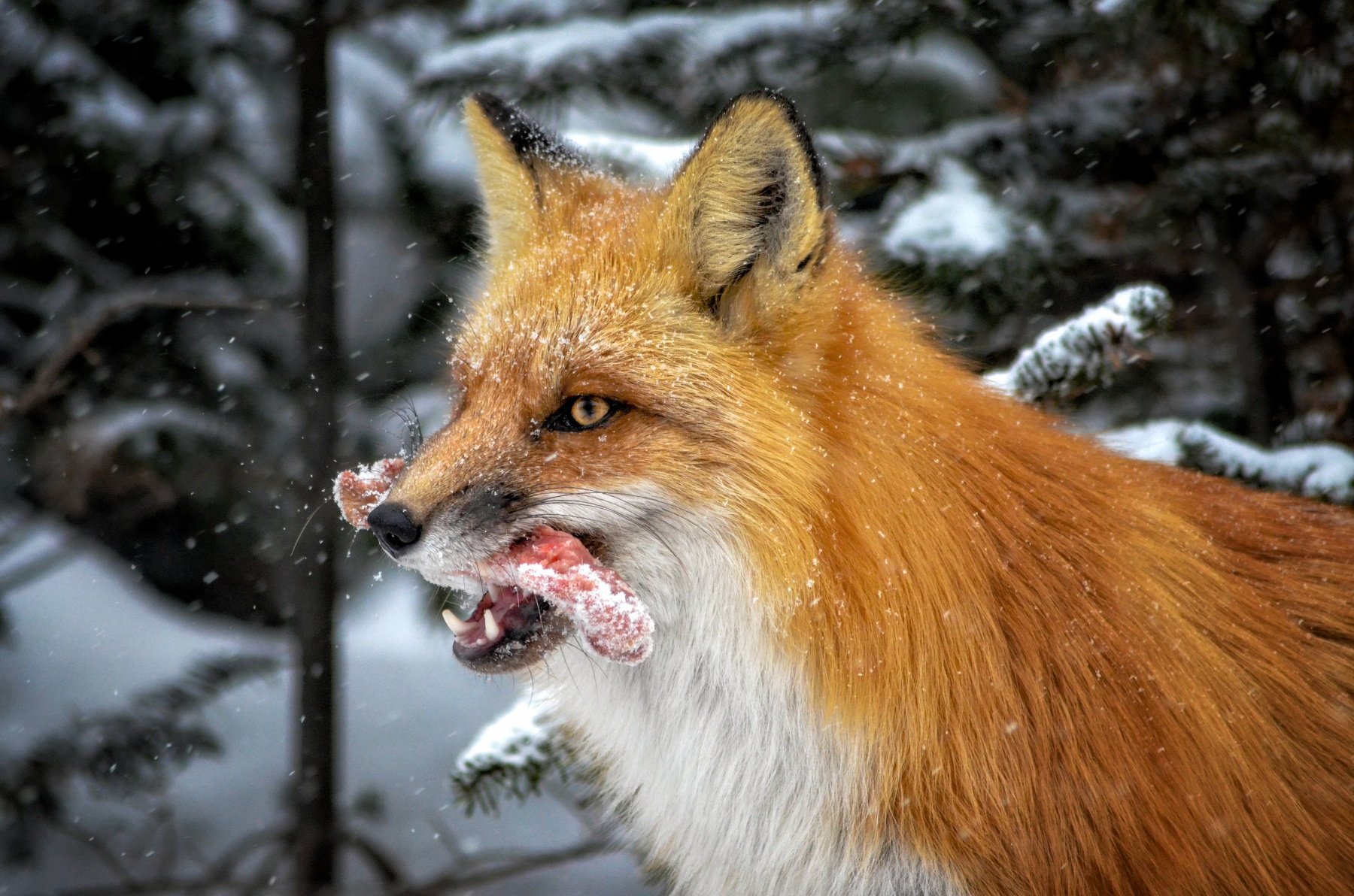 лиса, лисы, животные, animals, fox, foxes, animal, лис, red fox, Вероника Романенко