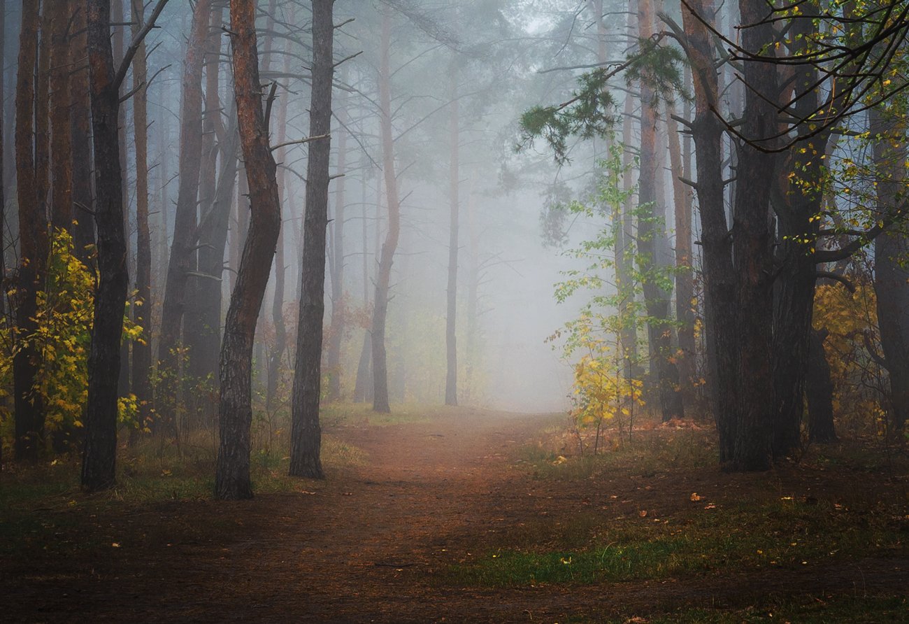лес, осень, октябрь, утро, рассвет, туман, белій, Галанзовская Оксана