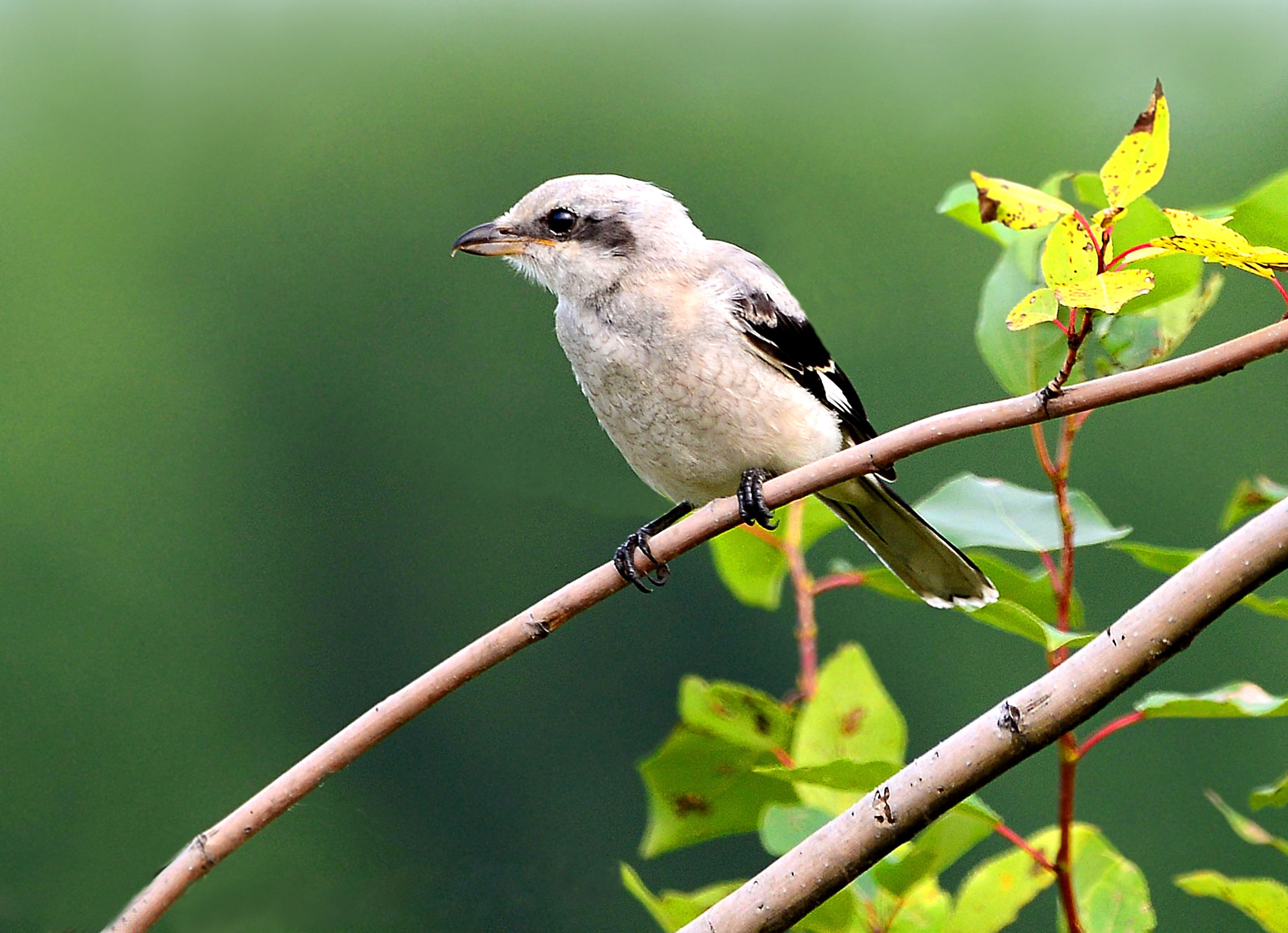 Северный сорокопут EBIRD