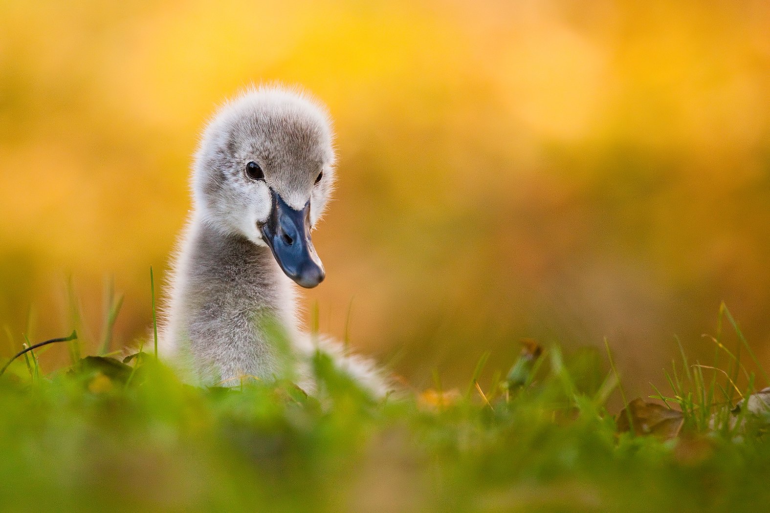 , Robert Adamec