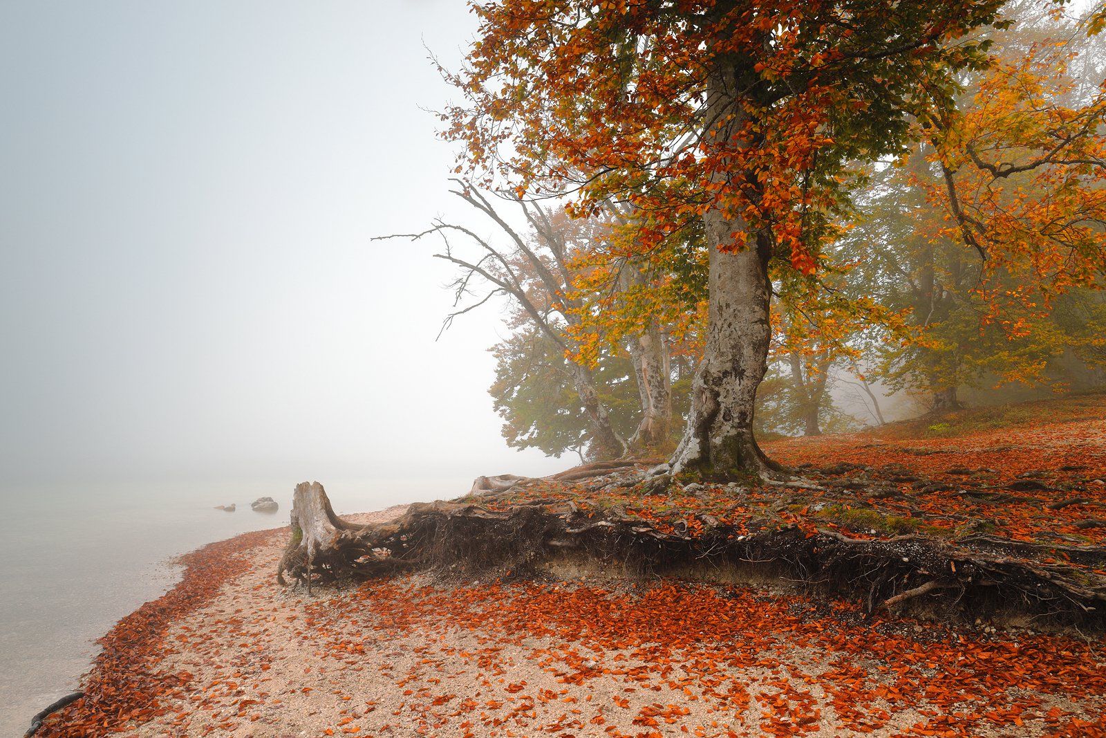 autumn, mood, fog, mist, morning, tree, leaf, lake, water, colour,, Jacek Lisiewicz