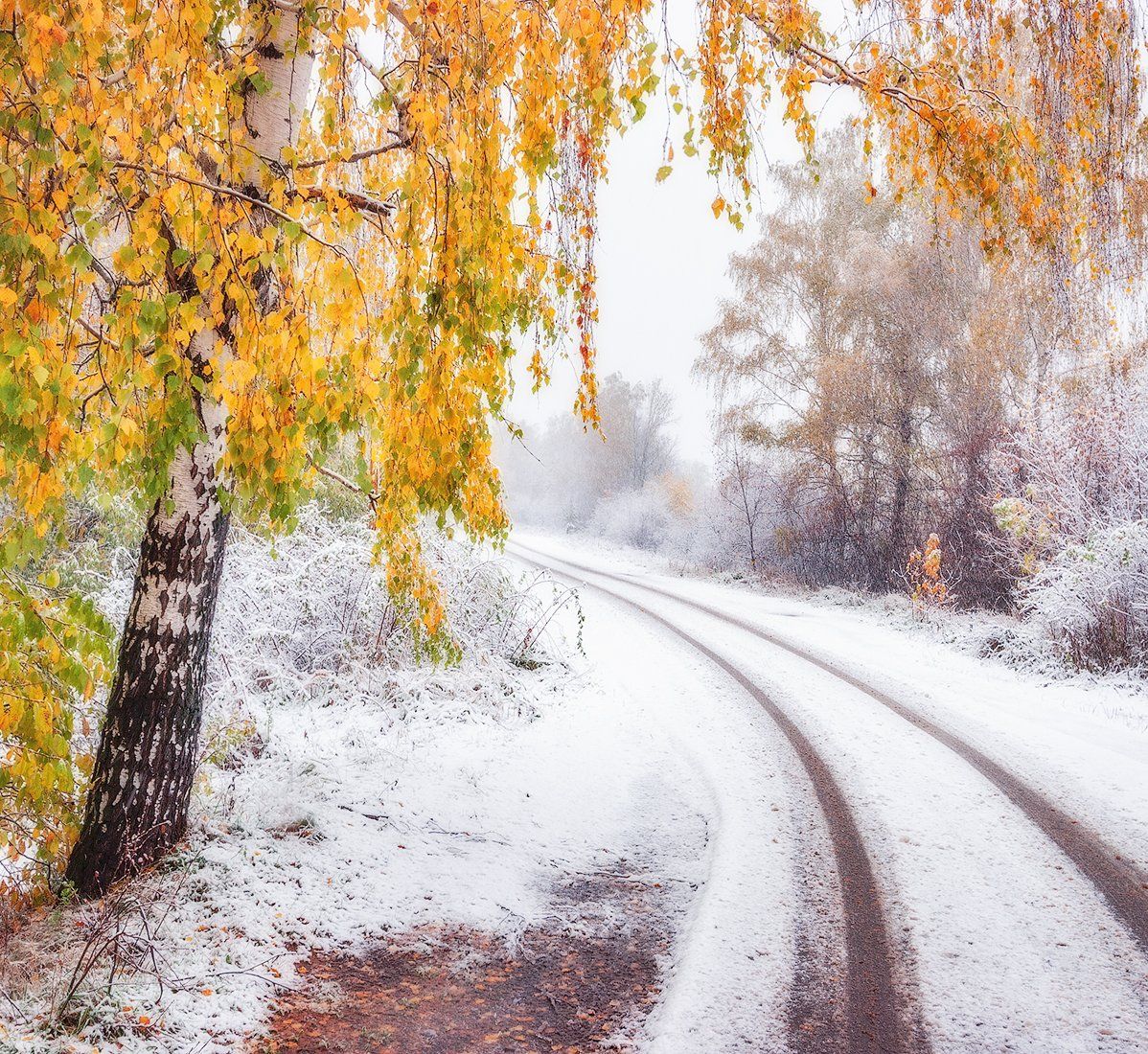 осень, подмосковье, лес, снег, Владимир Липецких