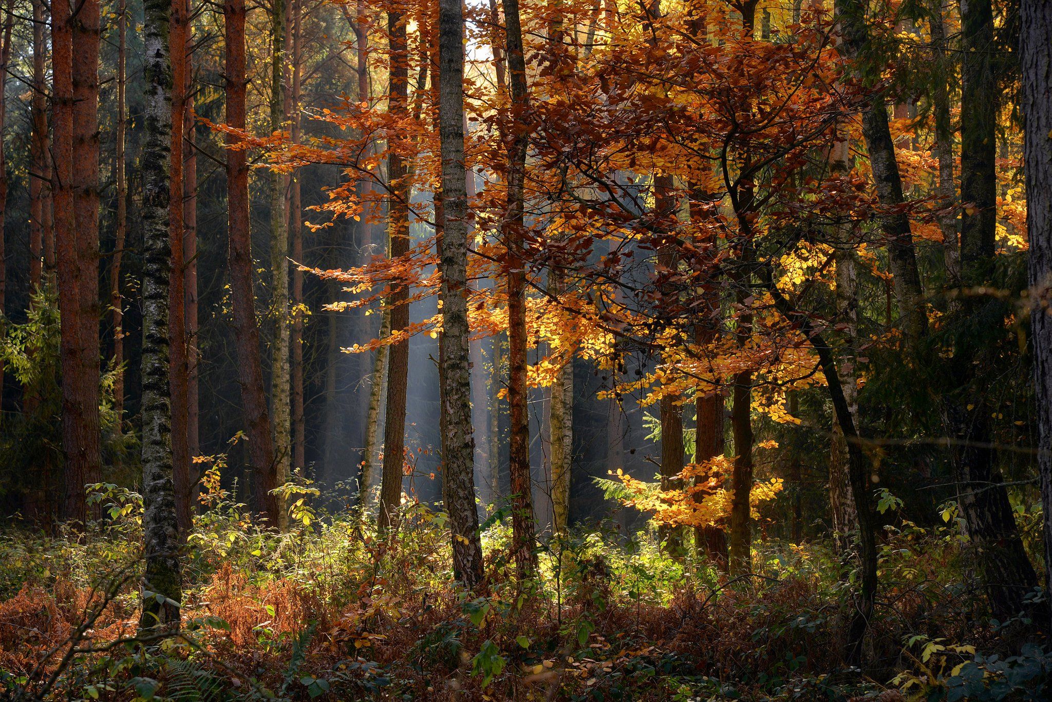 autumn fall light mist morning tree trees grass foggy dranikowski leaf magic woods, Radoslaw Dranikowski