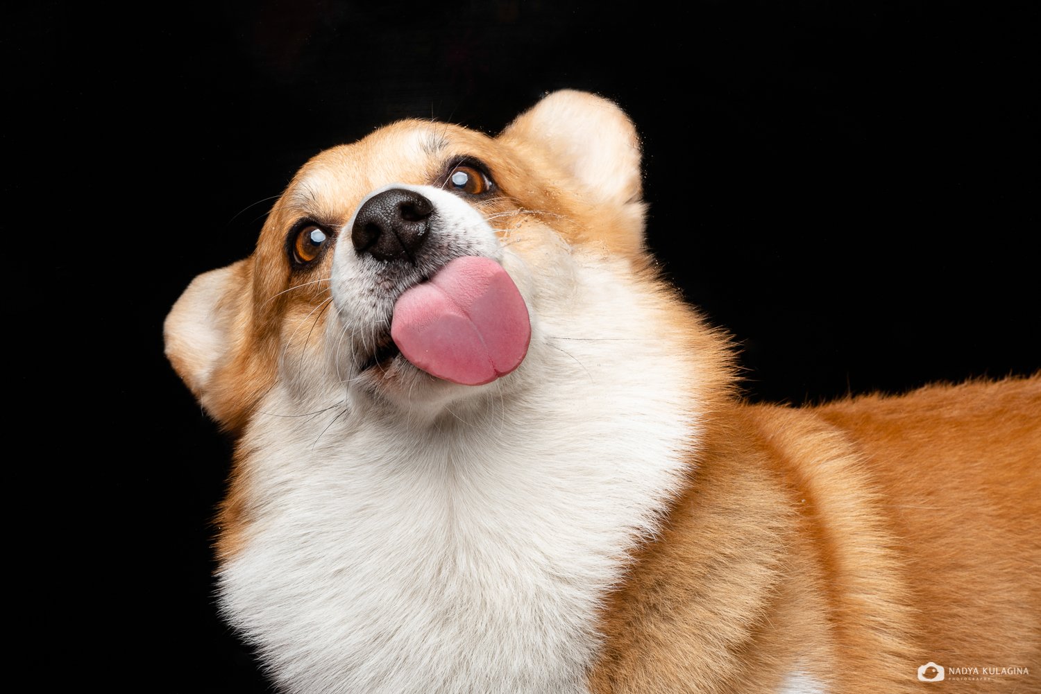 dog, face, lick, tongue, expression, animal, pet , Nadya Kulagina
