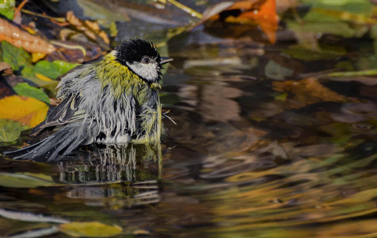 birds, птица, синица, озеро, осень,, Марина Мочалова