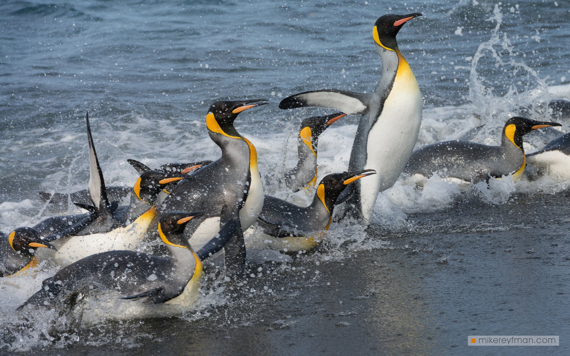 falkland island, islas malvinas, king penguin, rockhopper penguin, elephant seal, magellanic penguin, macaroni penguin, gentoo penguin, black-browed albatross, southern giant petrel, Майк Рейфман