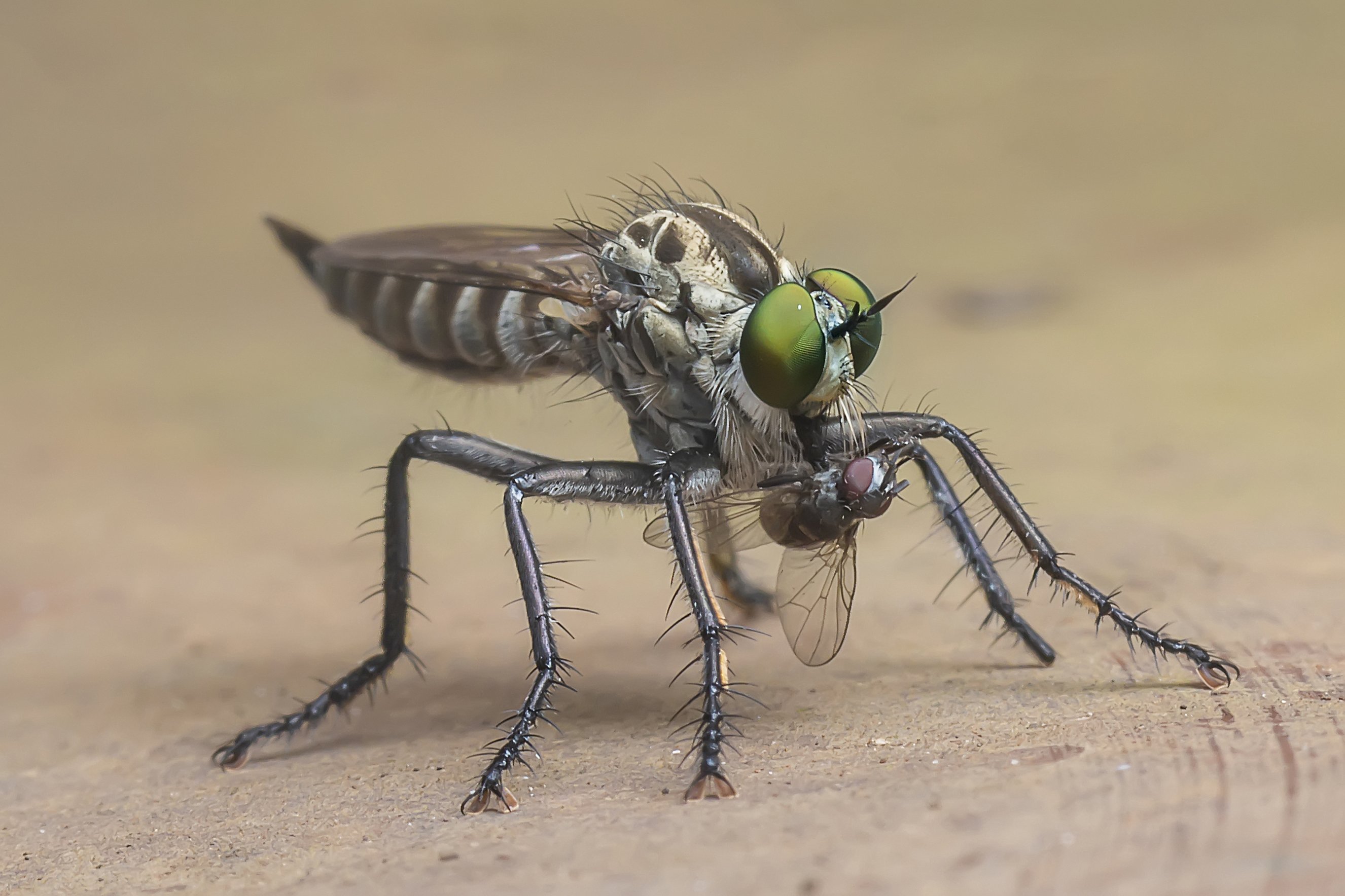 robber fly, eating, prey, fly, danger, dangerus, insects, macro, closeup, beautiful, beauty, wildlife, wild, field, life, season, small, eyes, NeCoTi ChonTin