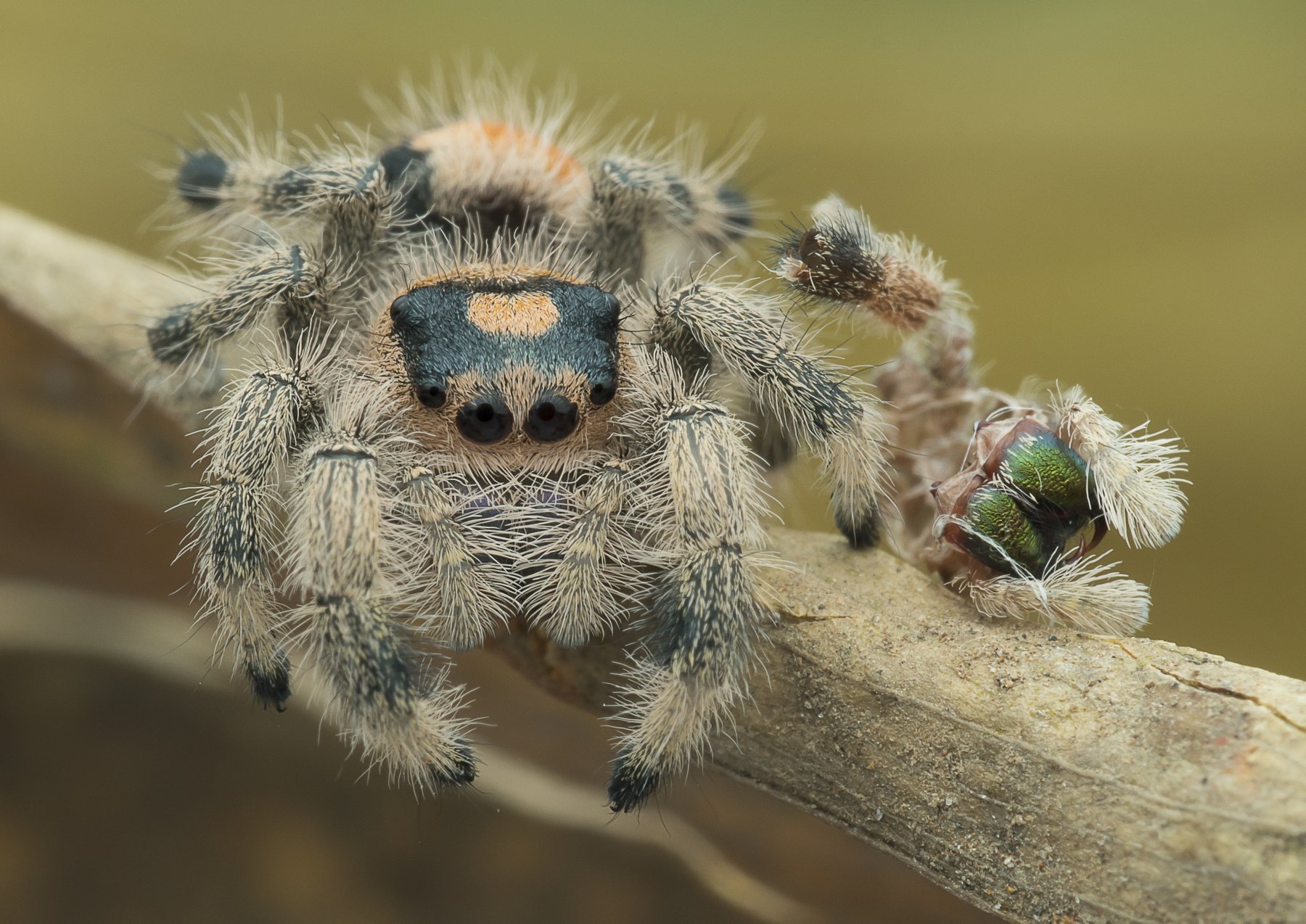 #spider#macro#colors#molted, Choo How Lim