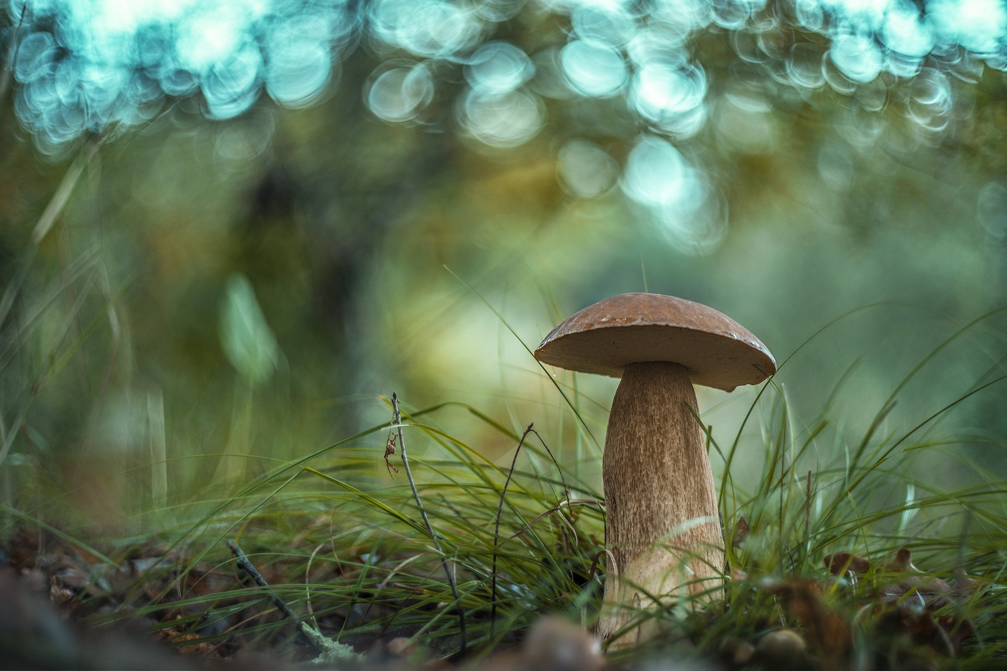 mushroom, bolletus, nature, light, bokeh, Antonio Coelho