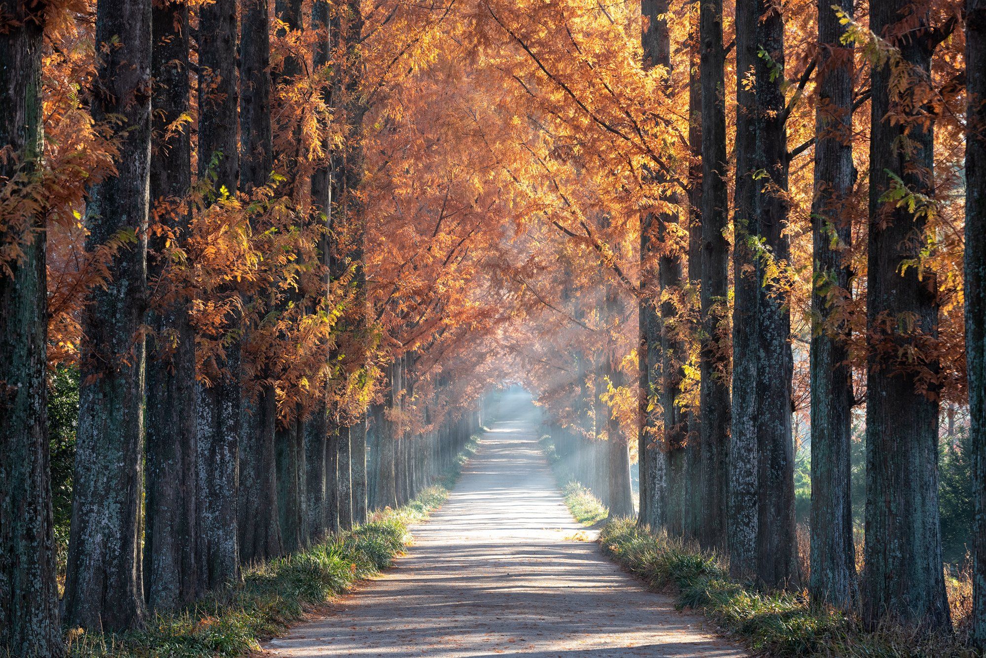 autumn, trees, light, rays, tunnel, path, Jaeyoun Ryu