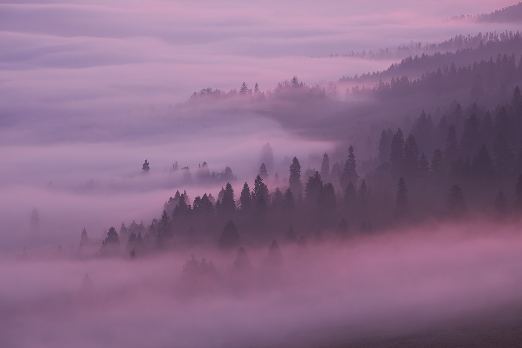 mist,mountains,fog,sunrise,tree,  Rafal