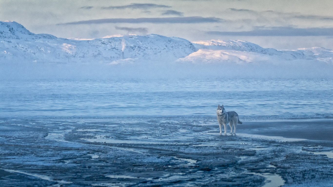 собака,снег,лед,туман,море,горы., Анатолий Салтыков