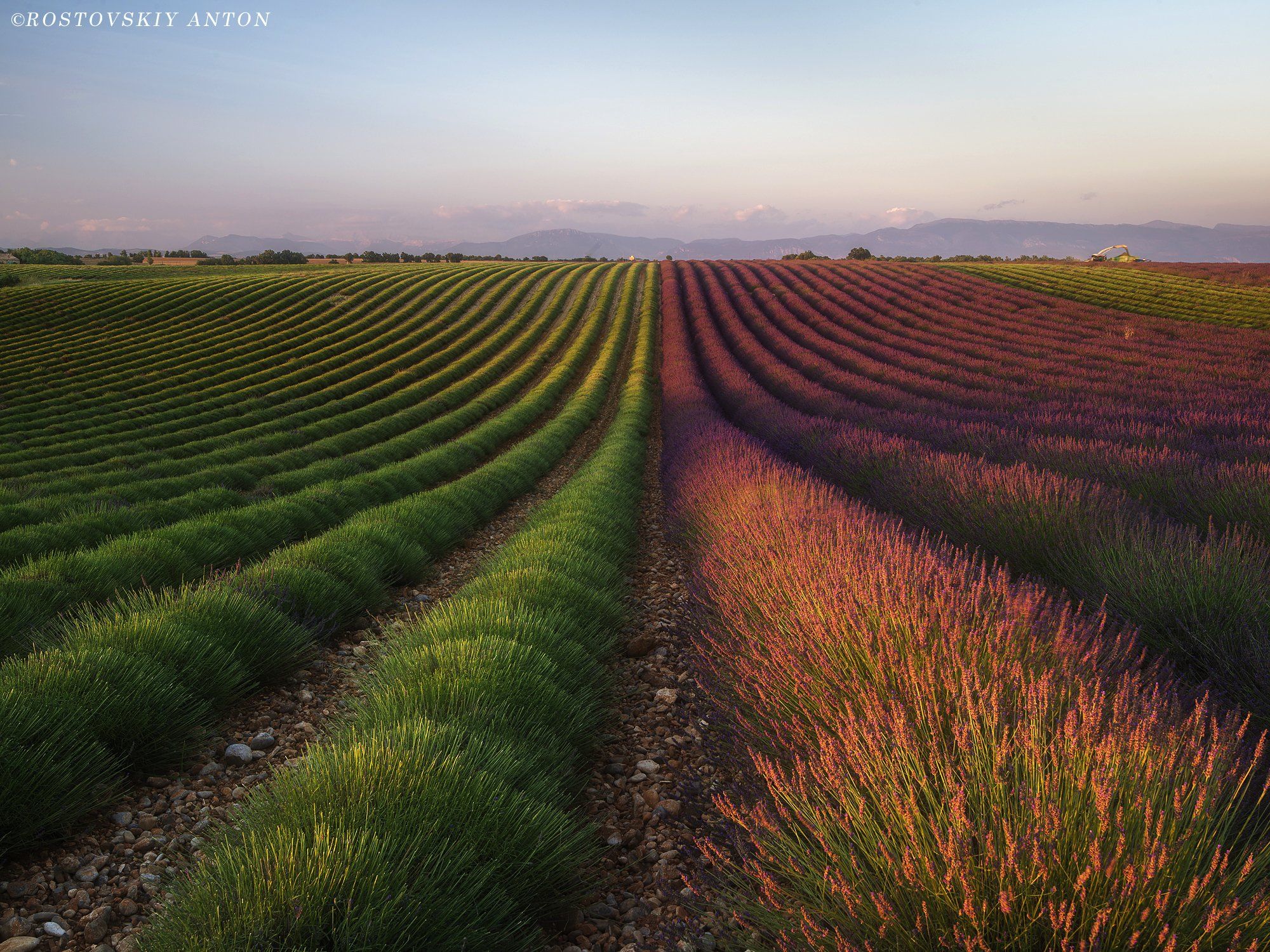 Provence, France, Lavender, уборка,, Антон Ростовский