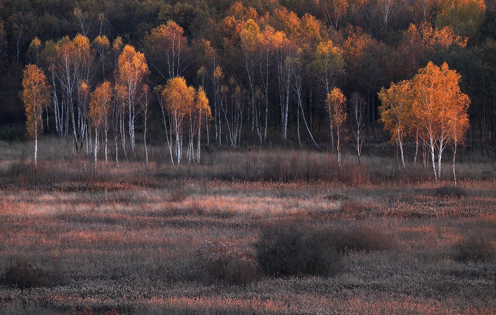birch-tree, autumn, forest, sunset, light,, Jacek Lisiewicz