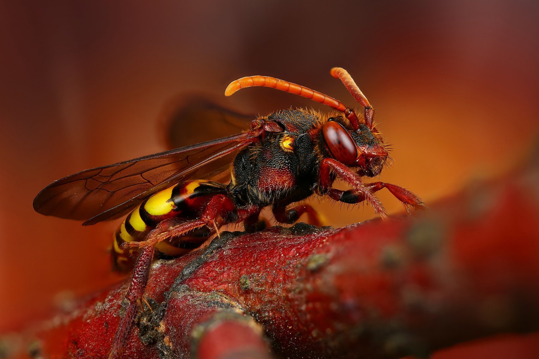 пчела макро природа усы цвет черный коричневый красный желтый, Андрей Шаповалов